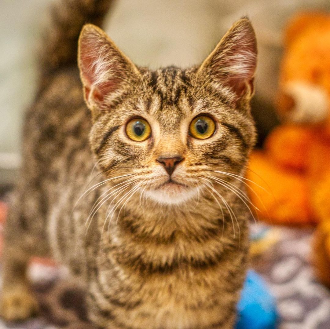 Toaster Strudel is a sweet 17 weeks old tabby kitten. Sometimes will meow at you if you look at him. Enjoys being petted on and be given affection. Playful with other kittens and toys. Curious of calm dogs and will walk up to sniff them.

To adopt, please fill out an adoption application at https://www.threepawsrescue.org/adoption-application/

For information about adoption fee, please visit https://www.threepawsrescue.org/adoption-fees/

To learn about the adoption process, please visit https://www.threepawsrescue.org/adoption-process/

<a target='_blank' href='https://www.instagram.com/explore/tags/adoptdontshop/'>#adoptdontshop</a> <a target='_blank' href='https://www.instagram.com/explore/tags/adopt/'>#adopt</a> <a target='_blank' href='https://www.instagram.com/explore/tags/adoptme/'>#adoptme</a> <a target='_blank' href='https://www.instagram.com/explore/tags/fosteringsaveslives/'>#fosteringsaveslives</a> <a target='_blank' href='https://www.instagram.com/explore/tags/cats/'>#cats</a> <a target='_blank' href='https://www.instagram.com/explore/tags/catsofinstagram/'>#catsofinstagram</a> <a target='_blank' href='https://www.instagram.com/explore/tags/catscatscats/'>#catscatscats</a> <a target='_blank' href='https://www.instagram.com/explore/tags/adoptacat/'>#adoptacat</a> <a target='_blank' href='https://www.instagram.com/explore/tags/catstagram/'>#catstagram</a> <a target='_blank' href='https://www.instagram.com/explore/tags/adoptable/'>#adoptable</a> <a target='_blank' href='https://www.instagram.com/explore/tags/atlanta/'>#atlanta</a> <a target='_blank' href='https://www.instagram.com/explore/tags/atl/'>#atl</a> <a target='_blank' href='https://www.instagram.com/explore/tags/atlcat/'>#atlcat</a> <a target='_blank' href='https://www.instagram.com/explore/tags/rescuecat/'>#rescuecat</a> <a target='_blank' href='https://www.instagram.com/explore/tags/rescuedismyfavoritebreed/'>#rescuedismyfavoritebreed</a> <a target='_blank' href='https://www.instagram.com/explore/tags/rescuecatsofinstagram/'>#rescuecatsofinstagram</a> <a target='_blank' href='https://www.instagram.com/explore/tags/catsofig/'>#catsofig</a> <a target='_blank' href='https://www.instagram.com/explore/tags/catsofinsta/'>#catsofinsta</a> <a target='_blank' href='https://www.instagram.com/explore/tags/atlantacat/'>#atlantacat</a> <a target='_blank' href='https://www.instagram.com/explore/tags/catsofatlanta/'>#catsofatlanta</a> <a target='_blank' href='https://www.instagram.com/explore/tags/catsofatl/'>#catsofatl</a> <a target='_blank' href='https://www.instagram.com/explore/tags/atlantarescuecats/'>#atlantarescuecats</a> <a target='_blank' href='https://www.instagram.com/explore/tags/rescuecatsofatlanta/'>#rescuecatsofatlanta</a> <a target='_blank' href='https://www.instagram.com/explore/tags/kitty/'>#kitty</a> <a target='_blank' href='https://www.instagram.com/explore/tags/threepawsrescue/'>#threepawsrescue</a>