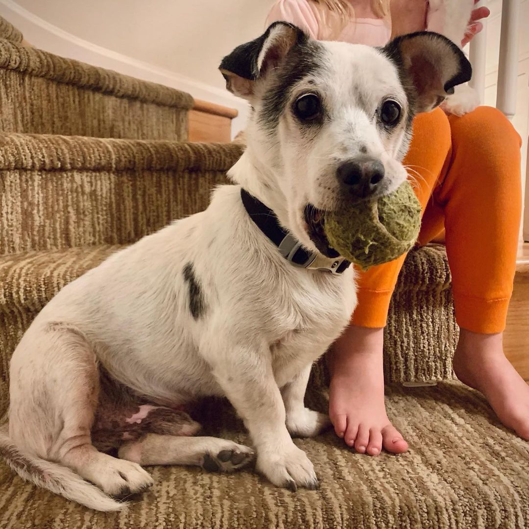 Our sweet sweet 7 year old boy Hank! 😍  Some of you may have met Hank during our events and I’m sure can attest to how great he really is! 🐾🦴 We suspect he is a Terrier and Corgi mix of sorts! He had been roaming the streets a long time, and malnourished before we rescued him! He is a little vision impaired as he doesn’t seem to see things from far distances. 👓🤓. He is the best boi, upbeat ✅, precious ✅, quiet and calm ✅✅. He’s just looking for someone with whom to cuddle with and be loved. We are looking for a forever home with parents who can love on and give him all the attention. Another calm mid aged dog would be a huge plus! 🐶🐶
Hank would love nothing more than finding a forever home with a nice human to share the couch with 🥺♥️🥔🛋 If you’d like to open your home and your heart to Hank, please fill out a form on our site 🙏🏼♥️