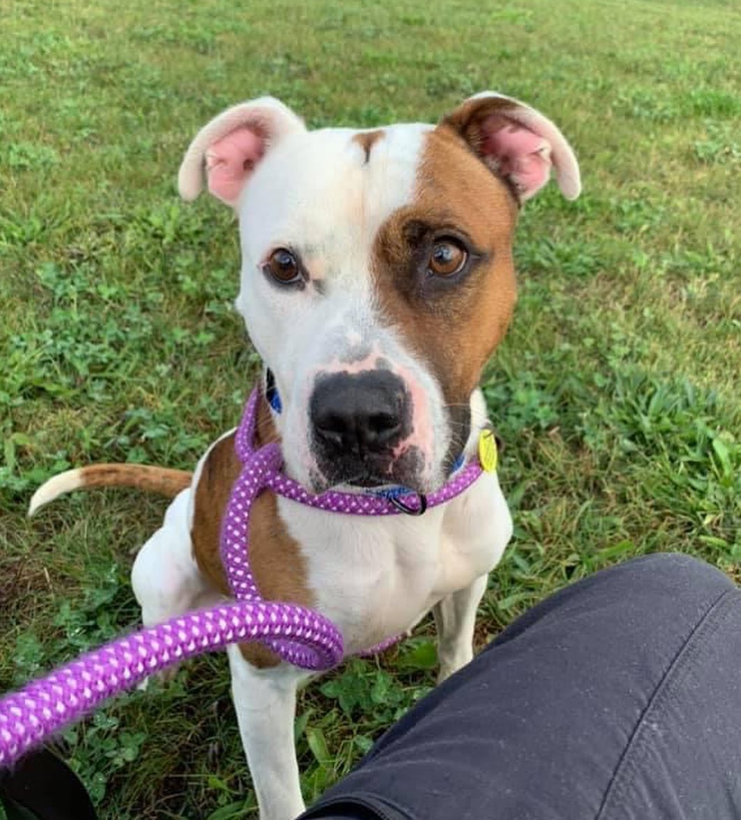 We like Ike! This compact boy with his cute cowhide pattern is bursting with smarts. Ike greatly enjoys his walks with volunteers and most recently has emerged as a potential hiker - a casual one because he doesn't need to go a very long time before he's ready to head back and relax. He is reported to be pretty easy-going on leash, and seems to enjoy having plenty of time to investigate lots of smells. 

He also has some tricks under his belt as he knows sit, paw, and is perfecting down! He sure loves his treats and would likely be motivated to learn more with his future people. Based on his kennel behavior, Ike seems like he could be housebroken. During downtime, he is sweet and attentive to his person, enjoying the chance to just hangout and lean against a leg and watch the world go by. This attentive, curious boy is estimated to be around 3 years old and weighs 47 lbs. 

Visit www.tinyurl.com/meetacitydog to set up a meet with Ike. $21 adoptions thought 10/31!
.
.
.
<a target='_blank' href='https://www.instagram.com/explore/tags/adoptdontshop/'>#adoptdontshop</a> <a target='_blank' href='https://www.instagram.com/explore/tags/adoptme/'>#adoptme</a> <a target='_blank' href='https://www.instagram.com/explore/tags/citydogscle/'>#citydogscle</a> <a target='_blank' href='https://www.instagram.com/explore/tags/cledogs/'>#cledogs</a> <a target='_blank' href='https://www.instagram.com/explore/tags/dogsofcle/'>#dogsofcle</a> <a target='_blank' href='https://www.instagram.com/explore/tags/rescuedog/'>#rescuedog</a>