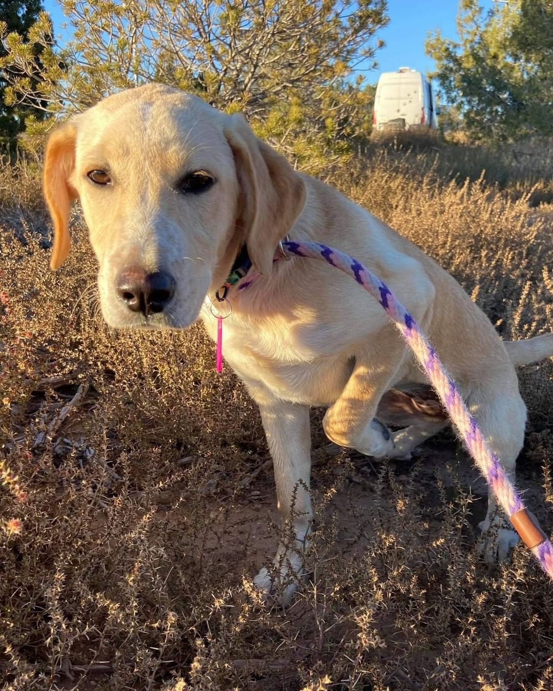 Another pit stop on transport north.  They're currently in Utah and should be at their first stop in Portland in the morning! 

Four Paws In Motion