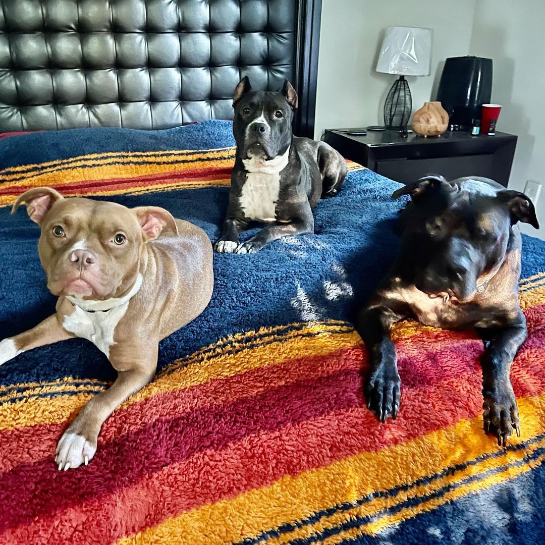 Adoptable Sasha( black) and Sookie(tan) with their big foster brother Brody, Furkid alum, who is never interested in pictures.