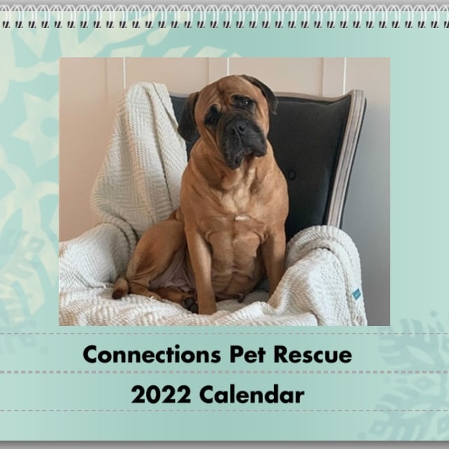 2022 Calendars are here! Only $15 - pick one up today. 
https://forms.gle/qrCNsxknuyTPtmyf6
Link in bio
<a target='_blank' href='https://www.instagram.com/explore/tags/rescuedogs/'>#rescuedogs</a> <a target='_blank' href='https://www.instagram.com/explore/tags/connectionspetrescue/'>#connectionspetrescue</a>