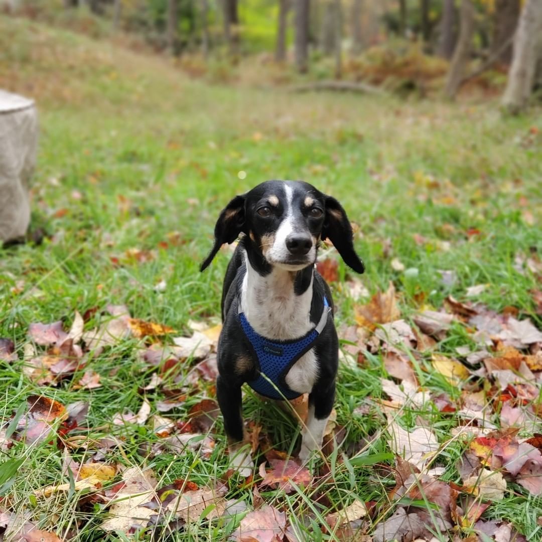 MEET BROOKS💙
This 7 year old adorable and adoptable doxie mix is looking for his forever family.

From his foster mom:
“Brooks is a 7 year old Wiener mix with the cutest silkiest bat ears looking for his forever home. Originally from Texas, he is trying to make sense of big city life. He is a zippy, happy pup whose joyous loving personality will put a smile on everyone's face.
He gets along with children, dogs and cats and follows his favorite human around like a little cute hot dog shaped shadow and if he's not napping right beside you, will amuse you with his adorable Wiener dog talk. Brooks is very affectionate and bonds strongly with his human and is ideally looking for someone who can spend a lot of time with him.

Brooks is housebroken and gets along well with everyone, including kids, dogs and cats. He is currently working on perfecting his leash skills and needs pawrents who are prepared for the breed's vocalness.”

INTERESTED IN ADOPTING?
To adopt Brooks, apply on our website www.truenorthrescue.org/adopt and email adopt.truenorthrescue@gmail.com to follow up on your application.