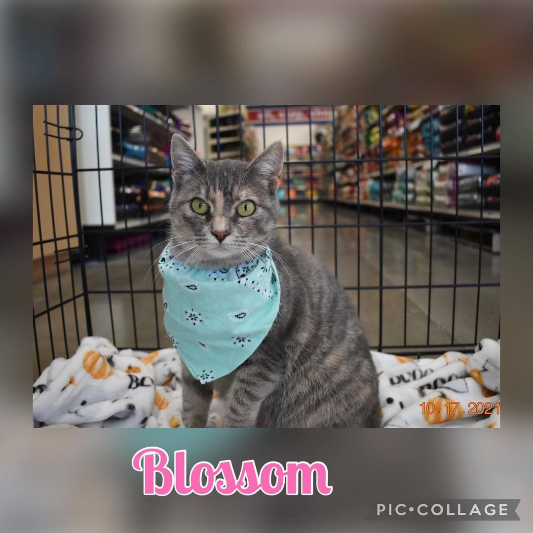 Blossom’s so sweet and wondering why she hasn’t been adopted. She’s a wonderful mama to Beeko, Autumn and Amber. She’s year old, spayed, microchipped and UTD on vaccinations. She might look a little grouchy but it’s because I woke her up from her beautiful sleep.  If you would like adopt please contact us  706-937-2287 or email @ngaa.animals@gmail.com