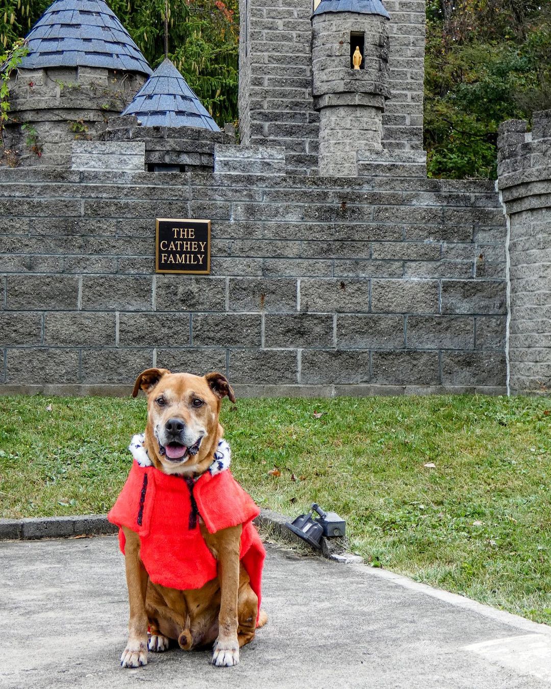 Meet Brando the wonderdog who’s waiting to be king of your castle 🐶🤴🏻 He came to AFA after waiting 4 long years in another shelter in hopes of finally finding his furever home. Brando is a 7 year old Lab/Boxer mix and is truly a wonderful boy! He knows lots of tricks... sit, give paw, high five and walks great on a leash. Brando would prefer to be your only furbaby and bask in all the attention he's longed for most of his life. 🥰 We guarantee you will fall in love with Brando's sweet personality and quiet disposition. 
 
Visit our website if you’re interested in adopting! <a target='_blank' href='https://www.instagram.com/explore/tags/adoptdontshop/'>#adoptdontshop</a> <a target='_blank' href='https://www.instagram.com/explore/tags/seniorpetsofig/'>#seniorpetsofig</a>