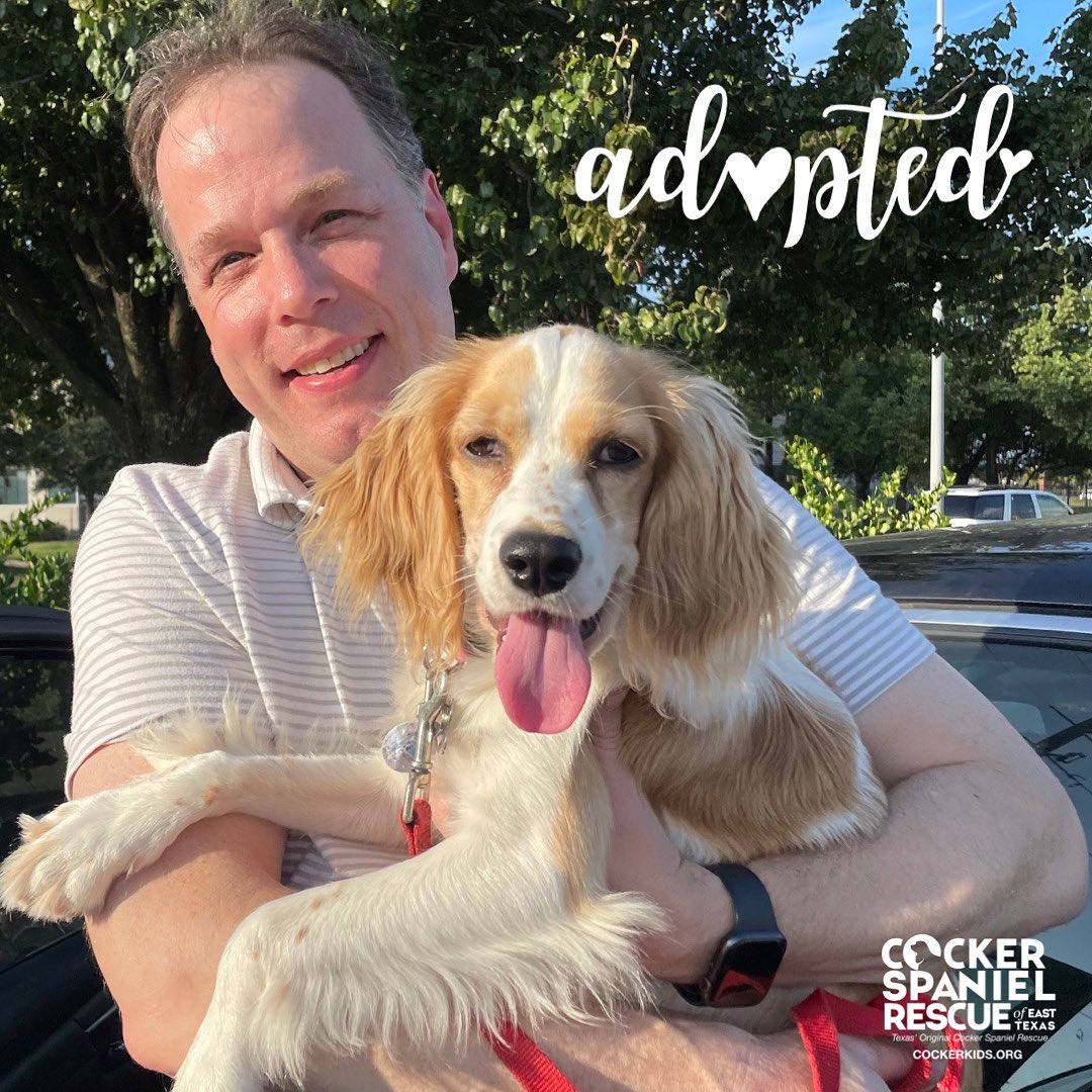 Let’s hear a SUPER Sunday wawhooo !! 
Boomer has found his fur-ever home!
Sweet treats and happy tails!!!

.
.
.
.
. 
.
.
<a target='_blank' href='https://www.instagram.com/explore/tags/petsgram/'>#petsgram</a> <a target='_blank' href='https://www.instagram.com/explore/tags/puppylove/'>#puppylove</a> <a target='_blank' href='https://www.instagram.com/explore/tags/csreasttexas/'>#csreasttexas</a> <a target='_blank' href='https://www.instagram.com/explore/tags/texasrescue/'>#texasrescue</a> <a target='_blank' href='https://www.instagram.com/explore/tags/cockerkids/'>#cockerkids</a> <a target='_blank' href='https://www.instagram.com/explore/tags/cockerinn/'>#cockerinn</a> <a target='_blank' href='https://www.instagram.com/explore/tags/texasrescuedogs/'>#texasrescuedogs</a> <a target='_blank' href='https://www.instagram.com/explore/tags/cockerspaniel/'>#cockerspaniel</a> <a target='_blank' href='https://www.instagram.com/explore/tags/foster/'>#foster</a> <a target='_blank' href='https://www.instagram.com/explore/tags/rescuedog/'>#rescuedog</a> <a target='_blank' href='https://www.instagram.com/explore/tags/adoptdontshop/'>#adoptdontshop</a> <a target='_blank' href='https://www.instagram.com/explore/tags/adoptedismyfavoritebreed/'>#adoptedismyfavoritebreed</a> <a target='_blank' href='https://www.instagram.com/explore/tags/texascockerspaniel/'>#texascockerspaniel</a> <a target='_blank' href='https://www.instagram.com/explore/tags/texasdog/'>#texasdog</a> <a target='_blank' href='https://www.instagram.com/explore/tags/ilovecockerspaniels/'>#ilovecockerspaniels</a> <a target='_blank' href='https://www.instagram.com/explore/tags/spanielsofinstagram/'>#spanielsofinstagram</a> <a target='_blank' href='https://www.instagram.com/explore/tags/opttoadopt/'>#opttoadopt</a> <a target='_blank' href='https://www.instagram.com/explore/tags/opttoadopthouston/'>#opttoadopthouston</a> <a target='_blank' href='https://www.instagram.com/explore/tags/adoptafurryfriendinneed/'>#adoptafurryfriendinneed</a>