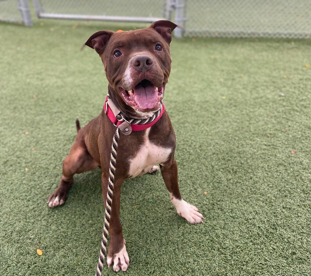 Join us for Barktoberfest - a special adoption event this coming weekend! 

The kennel is FULL and we need your help finding homes for our dogs! This 4-day adopt-a-thon will kick off on Thursday, October 21st and run through Sunday, October 24th, continuing with our $21 reduced adoption fees!

We will be offering special walk-up adoptions Thursday, October 21st, and Friday, October 22nd from 12pm to 6pm, in addition to Saturday, October 23rd, and Sunday, October 24th from 12pm to 4pm. We are hoping to find homes for our great dogs as MANY have been waiting for a long time, and we have been operating at or over capacity for months. 

This could be a great time to bring home a new best friend - get a companion to go on hikes and enjoy the beautiful fall colors, or to cozy up on the couch as the weather gets chilly!

You can view all adoptable dogs at petango.com/cacc. Our usual adoption procedures will still be in place. Interested adopters will be paired with an adoption counselor who will introduce you to dogs and hopefully try to find a good match for your household! We ask that all members of the family attend for meets to ensure a good fit, including resident dogs. 

Don’t want to risk a wait? You can schedule an appointment any time by completing our brief Meet and Greet form at: tinyurl.com/meetacitydog

Not able to adopt at this time? There are other ways to support us! We we will have a TRICKS & TREATS drop-off donation drive to stock up on all the enrichment items we need to care for the dogs within the kennel. We are in great need of treats (any variety, but especially soft/stinky ones) and durable chew toys. You can also order online at tinyurl.com/citydogswishlist (link in bio). 

We hope to see you this weekend to meet some of our 100+ dogs! (Pictured: Benton, Buster, Missy, Daisy, Pluto, Ethan, Colin, Marcia, Piper, Bobby). 
.
.
<a target='_blank' href='https://www.instagram.com/explore/tags/adoptdontshop/'>#adoptdontshop</a> <a target='_blank' href='https://www.instagram.com/explore/tags/barktoberfest/'>#barktoberfest</a> <a target='_blank' href='https://www.instagram.com/explore/tags/citydogscle/'>#citydogscle</a> <a target='_blank' href='https://www.instagram.com/explore/tags/cledogs/'>#cledogs</a> <a target='_blank' href='https://www.instagram.com/explore/tags/dogsofcle/'>#dogsofcle</a> <a target='_blank' href='https://www.instagram.com/explore/tags/rescuedogs/'>#rescuedogs</a>