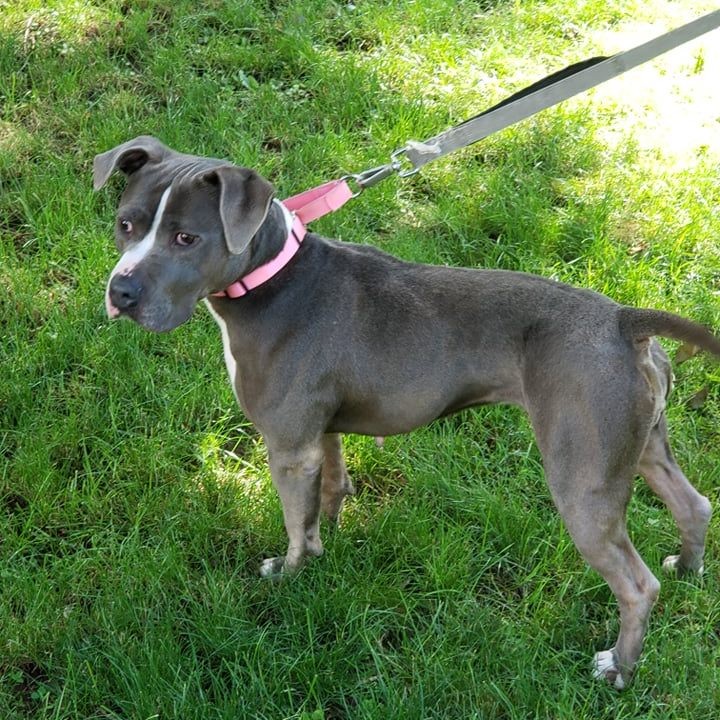 Missy Gray is wondering when her forever family is going to find her!  She's been with us at FFFR for a long time and she has been waiting patiently :)

After a long time in boarding when her foster family could no longer keep her, Missy has been with Jenn Ct in her board and train program and has done great!  She's relaxed, decompressed, gained weight, and gotten a brush-up on her basics.

Missy does need to be an only pet.  She is great with people :) She would be happy to live with respectful children 13 years old or older.

This good girl is house trained, crate trained, walks well on a leash, and knows all of her basic commands.  She will be an awesome new family member!

We will give preference to families with experience with bully breed dogs.

To adopt Missy, please message us for an application.

<a target='_blank' href='https://www.instagram.com/explore/tags/furryfriendsct/'>#furryfriendsct</a> <a target='_blank' href='https://www.instagram.com/explore/tags/pitbullawarenessmonth/'>#pitbullawarenessmonth</a>❤️ 
<a target='_blank' href='https://www.instagram.com/explore/tags/pitbullsofintagram/'>#pitbullsofintagram</a> 
<a target='_blank' href='https://www.instagram.com/explore/tags/rescuedogsofinstagram/'>#rescuedogsofinstagram</a> 
<a target='_blank' href='https://www.instagram.com/explore/tags/adoptdontshop/'>#adoptdontshop</a>🐾 
<a target='_blank' href='https://www.instagram.com/explore/tags/adoptarescuedogtoday/'>#adoptarescuedogtoday</a>