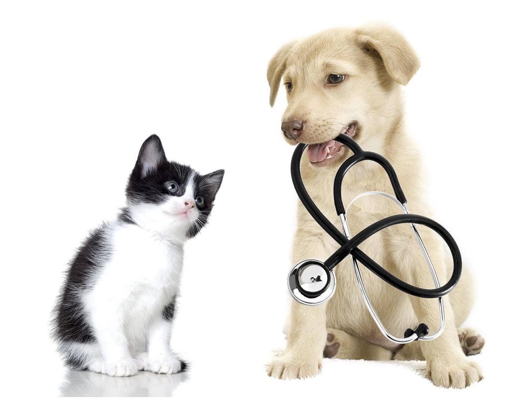 Routine care for your pet is affordable! Our low cost pet clinic offers many services that allow pet owners to keep them happy and healthy!  You don't have to live in Harris County to use our clinic.  To make an appointment, please call 281-999-3191.  For a list of our services and the prices: https://www.countypets.com/Pet-Care