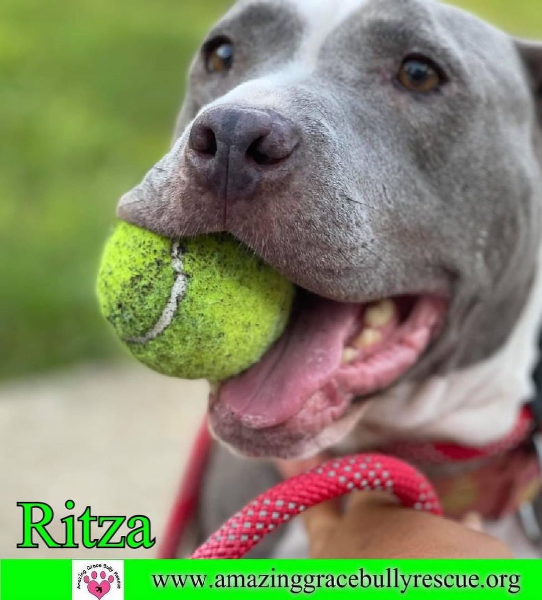Ritza was a street dog, living at a UPS warehouse in Alabama. It took 8 months to catch her but an amazing and determined UPS worker caught her, (and brought to our rescue) just before she gave birth to her last litter of puppies. 🐾

Ritza is now with an Amazing Foster who has slowly and patiently worked with her to allow this sweet girl to come out of her shell and blossom. Ritza is a beautiful blue Staffordshire Terrier mix who is probably about 5 years old but she's had a hard life living outdoors and of course is heartworm positive. Her treatment is included in her adoption fee so please don't let that stop you from reading about this thrown away treasure. Ritza has so much love to give! She absolutely loves kids, and is very social to people. ❤️

We can only imagine what she had to endure to survive before we got her, so she needs a slow introduction to dogs, and has made several doggy buddies, but would do best in a home without cats! She does get a bit obsessed with balls and has been known to go on her daily walks with one in her mouth!

Please reach out with any questions about this sweet good girl! And as always, use the link in our bio to apply to adopt! 🥰

<a target='_blank' href='https://www.instagram.com/explore/tags/adoptable/'>#adoptable</a> <a target='_blank' href='https://www.instagram.com/explore/tags/adoptdontshop/'>#adoptdontshop</a> <a target='_blank' href='https://www.instagram.com/explore/tags/adoptme/'>#adoptme</a> <a target='_blank' href='https://www.instagram.com/explore/tags/dontbullymybreed/'>#dontbullymybreed</a> <a target='_blank' href='https://www.instagram.com/explore/tags/fosterssavelives/'>#fosterssavelives</a> <a target='_blank' href='https://www.instagram.com/explore/tags/bluepitbull/'>#bluepitbull</a> <a target='_blank' href='https://www.instagram.com/explore/tags/pitbullsofinstagram/'>#pitbullsofinstagram</a> <a target='_blank' href='https://www.instagram.com/explore/tags/pittienation/'>#pittienation</a> <a target='_blank' href='https://www.instagram.com/explore/tags/pittiesofinstagram/'>#pittiesofinstagram</a> <a target='_blank' href='https://www.instagram.com/explore/tags/dogsofpensacola/'>#dogsofpensacola</a> <a target='_blank' href='https://www.instagram.com/explore/tags/makeadifference/'>#makeadifference</a> <a target='_blank' href='https://www.instagram.com/explore/tags/volunteer/'>#volunteer</a> <a target='_blank' href='https://www.instagram.com/explore/tags/rescuedismyfavoritebreed/'>#rescuedismyfavoritebreed</a> <a target='_blank' href='https://www.instagram.com/explore/tags/rescuedogsofinstagram/'>#rescuedogsofinstagram</a>