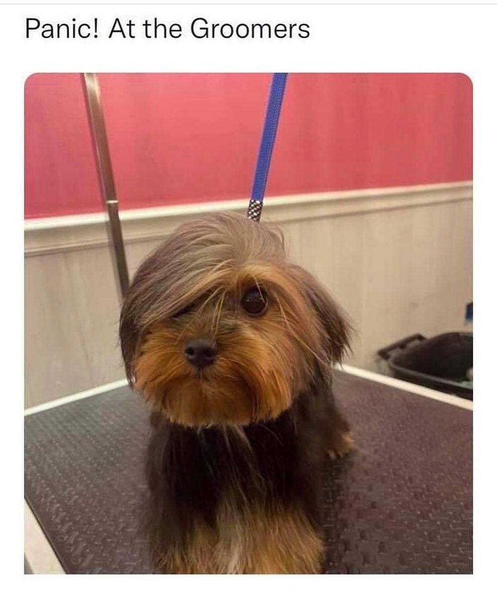 🤣🙃
@panicatthedisco <a target='_blank' href='https://www.instagram.com/explore/tags/emodogs/'>#emodogs</a> <a target='_blank' href='https://www.instagram.com/explore/tags/adopt/'>#adopt</a> <a target='_blank' href='https://www.instagram.com/explore/tags/foster/'>#foster</a> <a target='_blank' href='https://www.instagram.com/explore/tags/nkla/'>#nkla</a> <a target='_blank' href='https://www.instagram.com/explore/tags/adoptdontshop/'>#adoptdontshop</a><a target='_blank' href='https://www.instagram.com/explore/tags/donate/'>#donate</a> <a target='_blank' href='https://www.instagram.com/explore/tags/support/'>#support</a> <a target='_blank' href='https://www.instagram.com/explore/tags/losangeles/'>#losangeles</a> <a target='_blank' href='https://www.instagram.com/explore/tags/rescuedog/'>#rescuedog</a> <a target='_blank' href='https://www.instagram.com/explore/tags/shelterdog/'>#shelterdog</a> <a target='_blank' href='https://www.instagram.com/explore/tags/rescuedismyfavoritebreed/'>#rescuedismyfavoritebreed</a> <a target='_blank' href='https://www.instagram.com/explore/tags/rescuedogsofinstagram/'>#rescuedogsofinstagram</a> <a target='_blank' href='https://www.instagram.com/explore/tags/dog/'>#dog</a> <a target='_blank' href='https://www.instagram.com/explore/tags/dogsofinstagram/'>#dogsofinstagram</a> <a target='_blank' href='https://www.instagram.com/explore/tags/rescue/'>#rescue</a> <a target='_blank' href='https://www.instagram.com/explore/tags/shelterdogsofinstagram/'>#shelterdogsofinstagram</a> <a target='_blank' href='https://www.instagram.com/explore/tags/whorescuedwho/'>#whorescuedwho</a> <a target='_blank' href='https://www.instagram.com/explore/tags/fosteringsaveslives/'>#fosteringsaveslives</a> <a target='_blank' href='https://www.instagram.com/explore/tags/fosterme/'>#fosterme</a> <a target='_blank' href='https://www.instagram.com/explore/tags/adoptme/'>#adoptme</a> <a target='_blank' href='https://www.instagram.com/explore/tags/savethemall/'>#savethemall</a> <a target='_blank' href='https://www.instagram.com/explore/tags/losangeles/'>#losangeles</a> <a target='_blank' href='https://www.instagram.com/explore/tags/socal/'>#socal</a> <a target='_blank' href='https://www.instagram.com/explore/tags/adoptabledogsofinstagram/'>#adoptabledogsofinstagram</a>