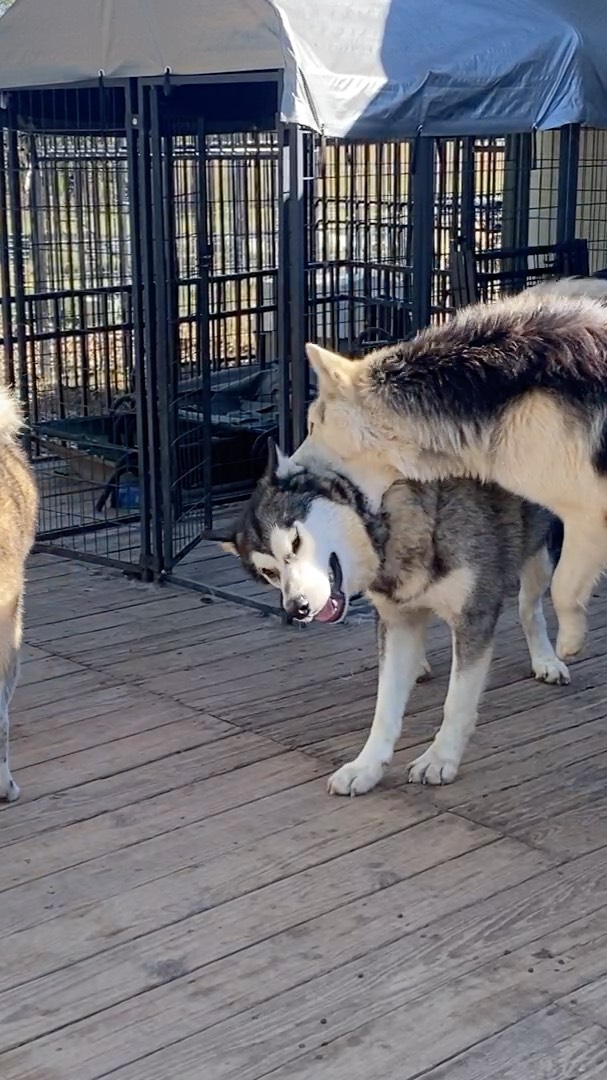 Abu, Toby and Scully with Glacier thinking he is the big man in the group