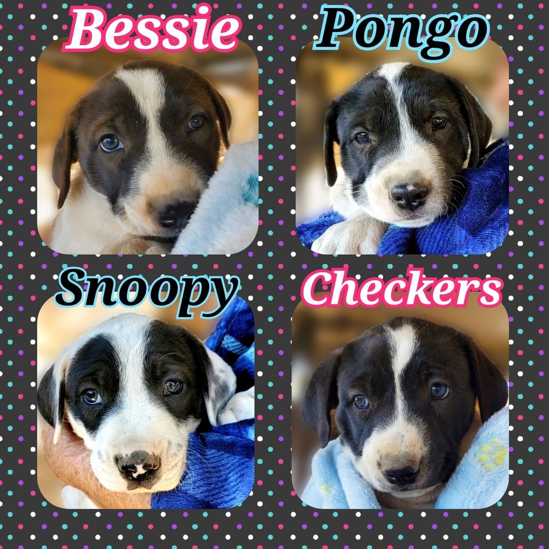 ✨Introducing our spotted litter✨

These babies are 6 weeks old today! They are starting to transition to wet food and have little tiny black spots peaking through their white fur now. They are full of puppy energy and it was nearly impossible to snap these pics but we will try to get weekly pics for our followers from here on out.

Momma is a little self conscious about her post puppy body still and wants to be looking her best when she makes her debut so she decided to skip photos today. 😆