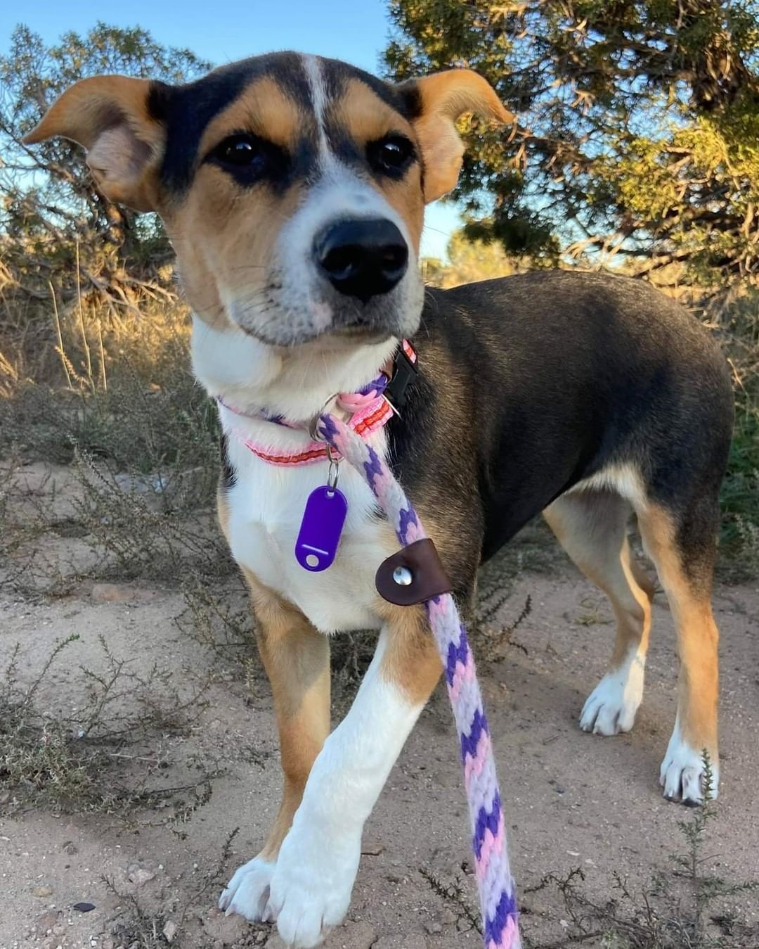 Another pit stop on transport north.  They're currently in Utah and should be at their first stop in Portland in the morning! 

Four Paws In Motion