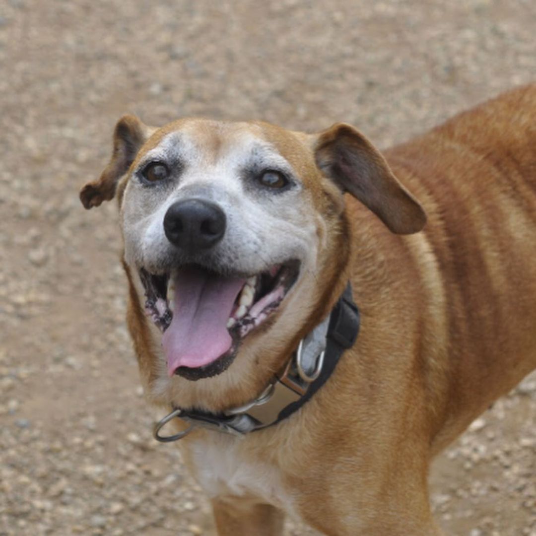 Meet Betty, our sweet sunbathing senior! Betty came to us from another shelter where she was found as a stray. Betty is a super sweetheart who loves humans (she likes other dogs too, but the humans are her <a target='_blank' href='https://www.instagram.com/explore/tags/1/'>#1</a>). Betty did come to us with some health issues which we are currently taking care of. Despite everything Betty is a swell senior who deserves a home with a lap.

Can you adopt or foster Betty? Send us an email today: adoptioncenter@homewardtrails.org <a target='_blank' href='https://www.instagram.com/explore/tags/adoptdontshop/'>#adoptdontshop</a> <a target='_blank' href='https://www.instagram.com/explore/tags/homewardtrails/'>#homewardtrails</a> <a target='_blank' href='https://www.instagram.com/explore/tags/catsofinstagram/'>#catsofinstagram</a> <a target='_blank' href='https://www.instagram.com/explore/tags/dogsofinsta/'>#dogsofinsta</a> <a target='_blank' href='https://www.instagram.com/explore/tags/adoptionevent/'>#adoptionevent</a> <a target='_blank' href='https://www.instagram.com/explore/tags/cleartheshelters/'>#cleartheshelters</a> <a target='_blank' href='https://www.instagram.com/explore/tags/dogsofinstagram/'>#dogsofinstagram</a> <a target='_blank' href='https://www.instagram.com/explore/tags/catsofinsta/'>#catsofinsta</a> <a target='_blank' href='https://www.instagram.com/explore/tags/animalrescue/'>#animalrescue</a> <a target='_blank' href='https://www.instagram.com/explore/tags/rescuedog/'>#rescuedog</a> <a target='_blank' href='https://www.instagram.com/explore/tags/dogsofinstagram/'>#dogsofinstagram</a> <a target='_blank' href='https://www.instagram.com/explore/tags/rescuedogsofinstagram/'>#rescuedogsofinstagram</a> <a target='_blank' href='https://www.instagram.com/explore/tags/dog/'>#dog</a> <a target='_blank' href='https://www.instagram.com/explore/tags/dogs/'>#dogs</a> <a target='_blank' href='https://www.instagram.com/explore/tags/dogstagram/'>#dogstagram</a> <a target='_blank' href='https://www.instagram.com/explore/tags/rescue/'>#rescue</a> <a target='_blank' href='https://www.instagram.com/explore/tags/instadog/'>#instadog</a> <a target='_blank' href='https://www.instagram.com/explore/tags/dogoftheday/'>#dogoftheday</a>  <a target='_blank' href='https://www.instagram.com/explore/tags/doglife/'>#doglife</a> <a target='_blank' href='https://www.instagram.com/explore/tags/doglover/'>#doglover</a> <a target='_blank' href='https://www.instagram.com/explore/tags/rescuedismyfavoritebreed/'>#rescuedismyfavoritebreed</a> <a target='_blank' href='https://www.instagram.com/explore/tags/doglovers/'>#doglovers</a> <a target='_blank' href='https://www.instagram.com/explore/tags/dogsofinsta/'>#dogsofinsta</a> <a target='_blank' href='https://www.instagram.com/explore/tags/doggo/'>#doggo</a> <a target='_blank' href='https://www.instagram.com/explore/tags/rescuedogs/'>#rescuedogs</a> <a target='_blank' href='https://www.instagram.com/explore/tags/muttsofinstagram/'>#muttsofinstagram</a> <a target='_blank' href='https://www.instagram.com/explore/tags/puppiesofinstagram/'>#puppiesofinstagram</a> <a target='_blank' href='https://www.instagram.com/explore/tags/ilovemydog/'>#ilovemydog</a> <a target='_blank' href='https://www.instagram.com/explore/tags/dogsofig/'>#dogsofig</a>