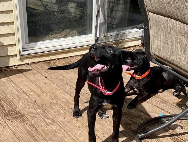 🌸🎠🌸 MEET LUCY! 🌸🎠🌸

🌸 Lucy is a lab mix who was born around March 2021, and she will likely be a medium size dog. 
🌸 Lucy is a very sweet dog and happy dog with a great smile. She was a little shy when she first came up from Alabama, but as soon as she warmed up to her foster family she has shown nothing but love! 
🌸 When she arrived she had skin issues that have since been cleared up and were seeing her gorgeous black, silky coat come out now!
🌸 Lucy does well with other dogs and loves to play with all the other dogs in her home. She is very responsive and is easily redirectable.  Lucy does well with cats with a proper introduction. She hasn’t been around children but we have no reason to believe she wouldn’t enjoy them and do well!

If you are interested in adopting this pet, please head to www.pettalesrescue.com and fill out an application ✍🏼