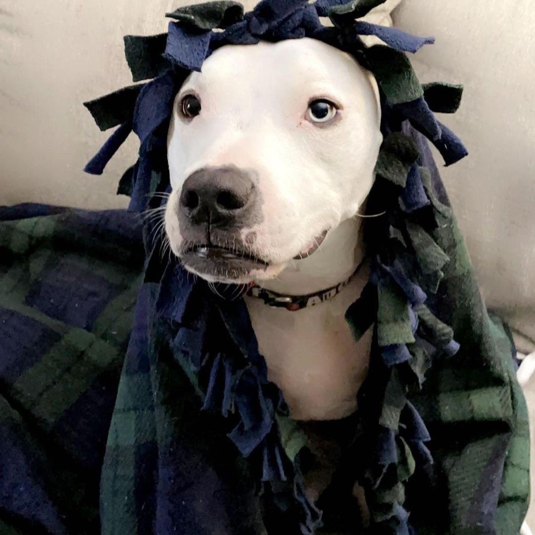 🥳ADOPTED🥳  Where is Coco’s OAR’s warm welcome?! This beautiful 2 year old spayed Pitty Mix has been with with us since May & is still aching for her forever home! Coco is housebroken, crate trained, playful & loveable! Coco prefers all the love and treats for herself but will share with proper introductions. Show Coco the love and apply for her at oarwny.org.