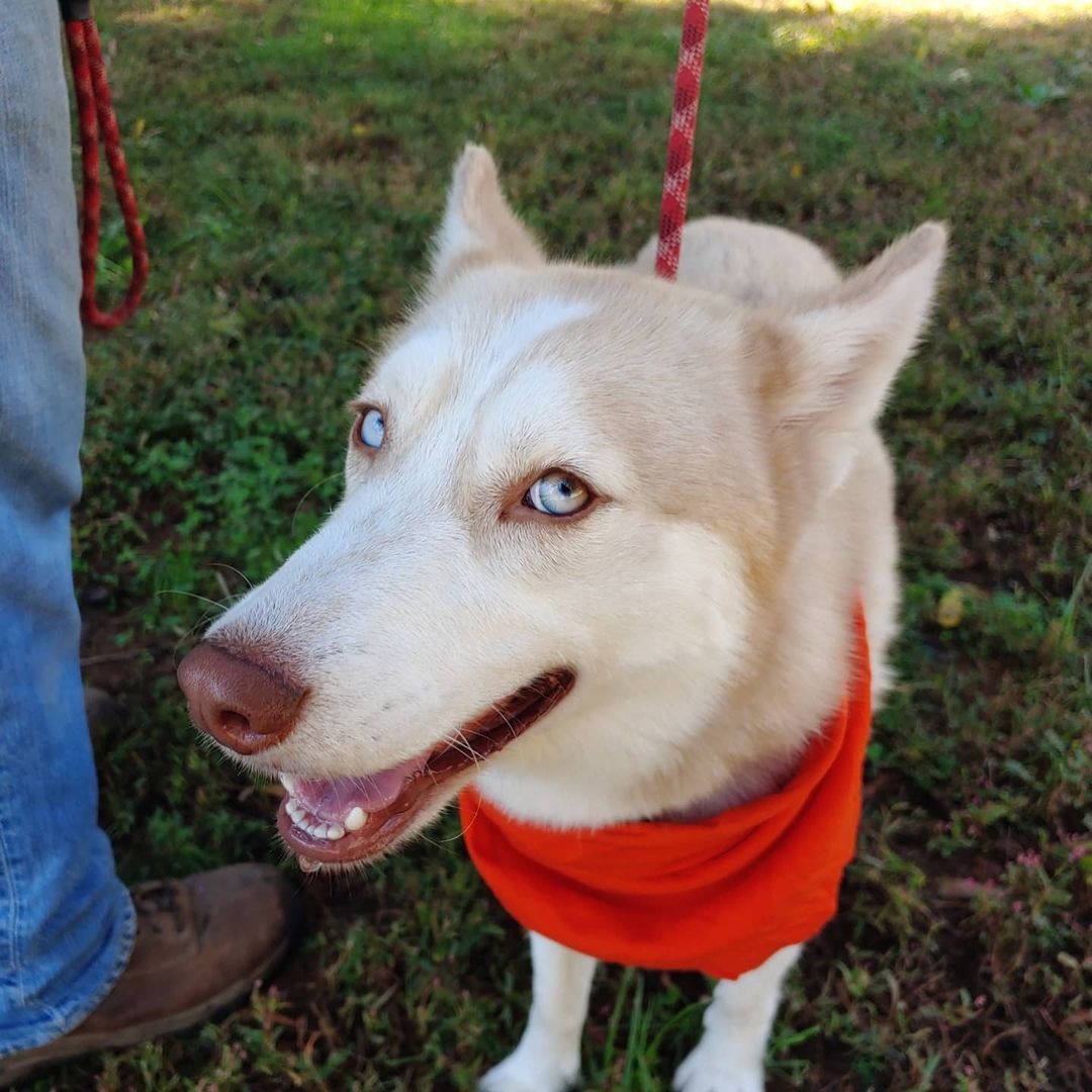 Meet Zora who is asking for your help to get her walking without pain again. She is a young girl who is needing FHO (Femoral Head Ostectomy) surgery to get hip fixed up. It's a recent injury that was not treated by her previous owners and is causing her pain. Can you help us raise $1000 for her medical expenses and help this pretty girl back to running shape? 
.
.
.
.
.
.
.
<a target='_blank' href='https://www.instagram.com/explore/tags/singingdogfarm/'>#singingdogfarm</a> <a target='_blank' href='https://www.instagram.com/explore/tags/singingdogfarmrescue/'>#singingdogfarmrescue</a> <a target='_blank' href='https://www.instagram.com/explore/tags/huskyrescue/'>#huskyrescue</a> <a target='_blank' href='https://www.instagram.com/explore/tags/adoptablehusky/'>#adoptablehusky</a> <a target='_blank' href='https://www.instagram.com/explore/tags/rescuehuskies/'>#rescuehuskies</a> <a target='_blank' href='https://www.instagram.com/explore/tags/nchuskies/'>#nchuskies</a> <a target='_blank' href='https://www.instagram.com/explore/tags/huskiesareawesome/'>#huskiesareawesome</a> <a target='_blank' href='https://www.instagram.com/explore/tags/adoptahusky/'>#adoptahusky</a> <a target='_blank' href='https://www.instagram.com/explore/tags/adoptablehuskies/'>#adoptablehuskies</a> <a target='_blank' href='https://www.instagram.com/explore/tags/siberianhusky/'>#siberianhusky</a> <a target='_blank' href='https://www.instagram.com/explore/tags/siberianhuskydogs/'>#siberianhuskydogs</a> <a target='_blank' href='https://www.instagram.com/explore/tags/ncdogs/'>#ncdogs</a> <a target='_blank' href='https://www.instagram.com/explore/tags/rescuedogs/'>#rescuedogs</a> <a target='_blank' href='https://www.instagram.com/explore/tags/huskiesofinstagram/'>#huskiesofinstagram</a> <a target='_blank' href='https://www.instagram.com/explore/tags/huskiesofig/'>#huskiesofig</a> <a target='_blank' href='https://www.instagram.com/explore/tags/ncrescuedogs/'>#ncrescuedogs</a>