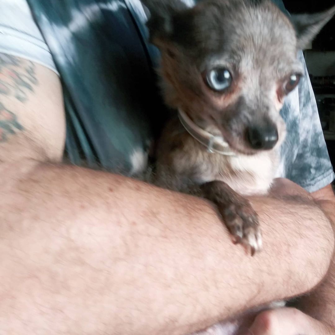 S.O.S.  FOSTERS NEEDED IN OR NEAR VALLEJO, CA

I had someone call me who has 9 Chihuahuas 3  pounds and under, ranging in age 2 years to 10 years... I need fosters. We pay for everything supplies and medical.

https://www.gunterslegacy.org/glar-foster-application

Armani is 8 male. 4lbs friendly quirky like most people

Gucci is 2 female 5lbs
Hyper cat like jumping skills super friendly still puppy shreds all toys loves to play and will nip if fighting for your affection

Giggy 8 male 3.5lbs
Super sweet talks to you by little tips. 

Lala 8 female 3lbs
Sweet playful not as accepting of strangers but not snarky

Angel 9 female 3lbs one person type dog protective and great mouse hunter. No fear loves other small dogs

Daddy 7 male 2.5lbs 
Super friendly but quirky he circles when happy or nervousness has set him off gets along with everyone
 
Ginger 6y/o (who looks like Angel but didn't include by accident) female 3 lbs
No fear nips ankles friendly if she likes you...

Tommy male 3.5lbs 12y/o
Super sweet loves everyone
Gets picked on a lot but also Mr.peepee. 

Lucy female 7, 3lbs
Not nice but can be trained
When she was given to me she was the only dog and a bit nippy. She sleeps with 2 other girls.

<a target='_blank' href='https://www.instagram.com/explore/tags/chihuahuasofig/'>#chihuahuasofig</a> 
<a target='_blank' href='https://www.instagram.com/explore/tags/chihuahuas/'>#chihuahuas</a> 
<a target='_blank' href='https://www.instagram.com/explore/tags/chihuahualovers/'>#chihuahualovers</a> 
<a target='_blank' href='https://www.instagram.com/explore/tags/seniorescuedogs/'>#seniorescuedogs</a> 
<a target='_blank' href='https://www.instagram.com/explore/tags/seniorchihuahuaofig/'>#seniorchihuahuaofig</a> 
<a target='_blank' href='https://www.instagram.com/explore/tags/fosteringsavelives/'>#fosteringsavelives</a> 
<a target='_blank' href='https://www.instagram.com/explore/tags/adoptdontshop/'>#adoptdontshop</a> 
<a target='_blank' href='https://www.instagram.com/explore/tags/dogsoftiktok/'>#dogsoftiktok</a>
<a target='_blank' href='https://www.instagram.com/explore/tags/rescuedogsoftiktok/'>#rescuedogsoftiktok</a>