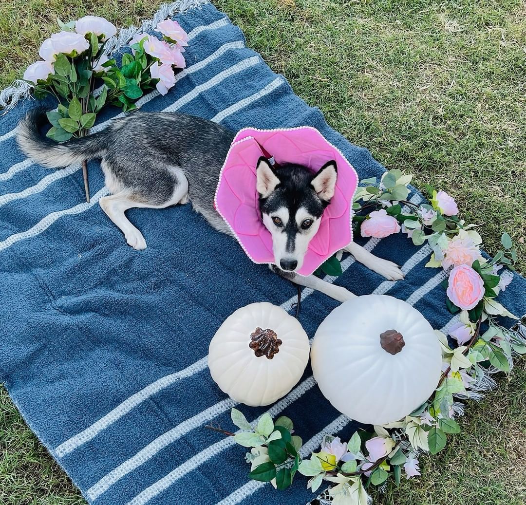 🕸🖤🎃👻 SPOOKY PUP OF THE DAY 👻🎃🖤🕸

Remember Estrella? She's a tough one to forget! This girl is so, so sweet, which is amazing after all she has been through. We responded to a rescue plea from the Arizona Humane Society to take in a husky who had been shot in the mouth. As best the vets could tell, the bullet trajectory went through her tongue and out her neck. She is so lucky to be alive! Her jawbone was broken so badly an entire piece of it was detached and floating freely. 

She had her surgery September 15th, and we just had her check-up at 4 weeks post surgery. She is starting to heal (and she looks amazing and is so loved!), but her bones definitely need some more time. Her foster is taking great care of her in the meantime, and will also be adopting her once she gets the medical all clear!

Estrella is doing so great with the other pups in the foster's home - though she just wants to play so keeping her calm to heal has been the most difficult part of her journey so far. We love her positive attitude and smiles after all that happened to her. 

She is a pretty little flower (and a rainbow!) for Halloween this year. 

<a target='_blank' href='https://www.instagram.com/explore/tags/rescue/'>#rescue</a> <a target='_blank' href='https://www.instagram.com/explore/tags/husky/'>#husky</a> <a target='_blank' href='https://www.instagram.com/explore/tags/huskyrescue/'>#huskyrescue</a> <a target='_blank' href='https://www.instagram.com/explore/tags/azhusky/'>#azhusky</a> <a target='_blank' href='https://www.instagram.com/explore/tags/azhuskyrescue/'>#azhuskyrescue</a> <a target='_blank' href='https://www.instagram.com/explore/tags/rescuehusky/'>#rescuehusky</a> <a target='_blank' href='https://www.instagram.com/explore/tags/siberianhusky/'>#siberianhusky</a> <a target='_blank' href='https://www.instagram.com/explore/tags/huskymix/'>#huskymix</a> <a target='_blank' href='https://www.instagram.com/explore/tags/huskies/'>#huskies</a> <a target='_blank' href='https://www.instagram.com/explore/tags/huskiesofinstagram/'>#huskiesofinstagram</a> <a target='_blank' href='https://www.instagram.com/explore/tags/flower/'>#flower</a> <a target='_blank' href='https://www.instagram.com/explore/tags/rainbow/'>#rainbow</a> <a target='_blank' href='https://www.instagram.com/explore/tags/halloween/'>#halloween</a> <a target='_blank' href='https://www.instagram.com/explore/tags/dogsincostume/'>#dogsincostume</a> <a target='_blank' href='https://www.instagram.com/explore/tags/trickortreat/'>#trickortreat</a>