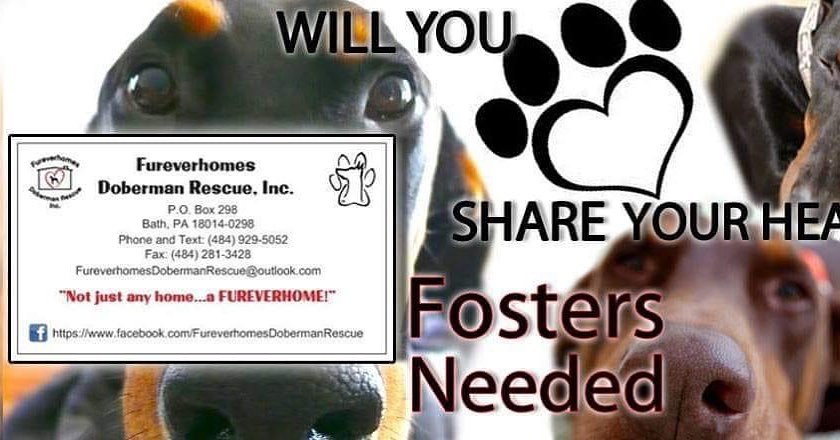Shelter and owner surrender requests keep coming in, we are in desperate need of foster homes. If you are an approved FDR foster please contact us ASAP and if you would like to foster please PM us here to ask for an application.