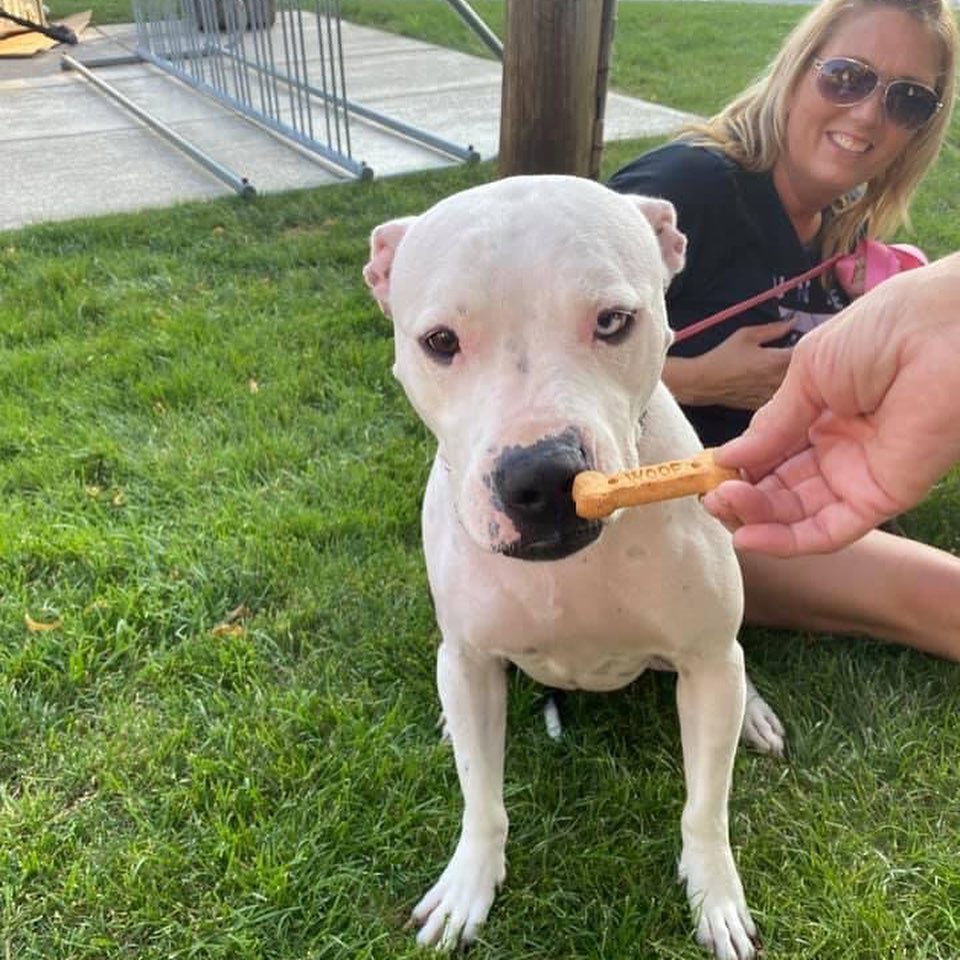 🥳ADOPTED🥳  Where is Coco’s OAR’s warm welcome?! This beautiful 2 year old spayed Pitty Mix has been with with us since May & is still aching for her forever home! Coco is housebroken, crate trained, playful & loveable! Coco prefers all the love and treats for herself but will share with proper introductions. Show Coco the love and apply for her at oarwny.org.