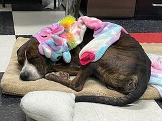 Anyone else have a case of the Mondays?  Adoptable Keko just wants to curl under blankets and snooze the day away!

He has a reputation for being a raucous, playful ox, but four-year-old Keko secretly is a big, snuggly baby. Keko is hanging out as our office dog today, so check back for more of his antics!

Or, at least, more of his ZZzzzzz's!