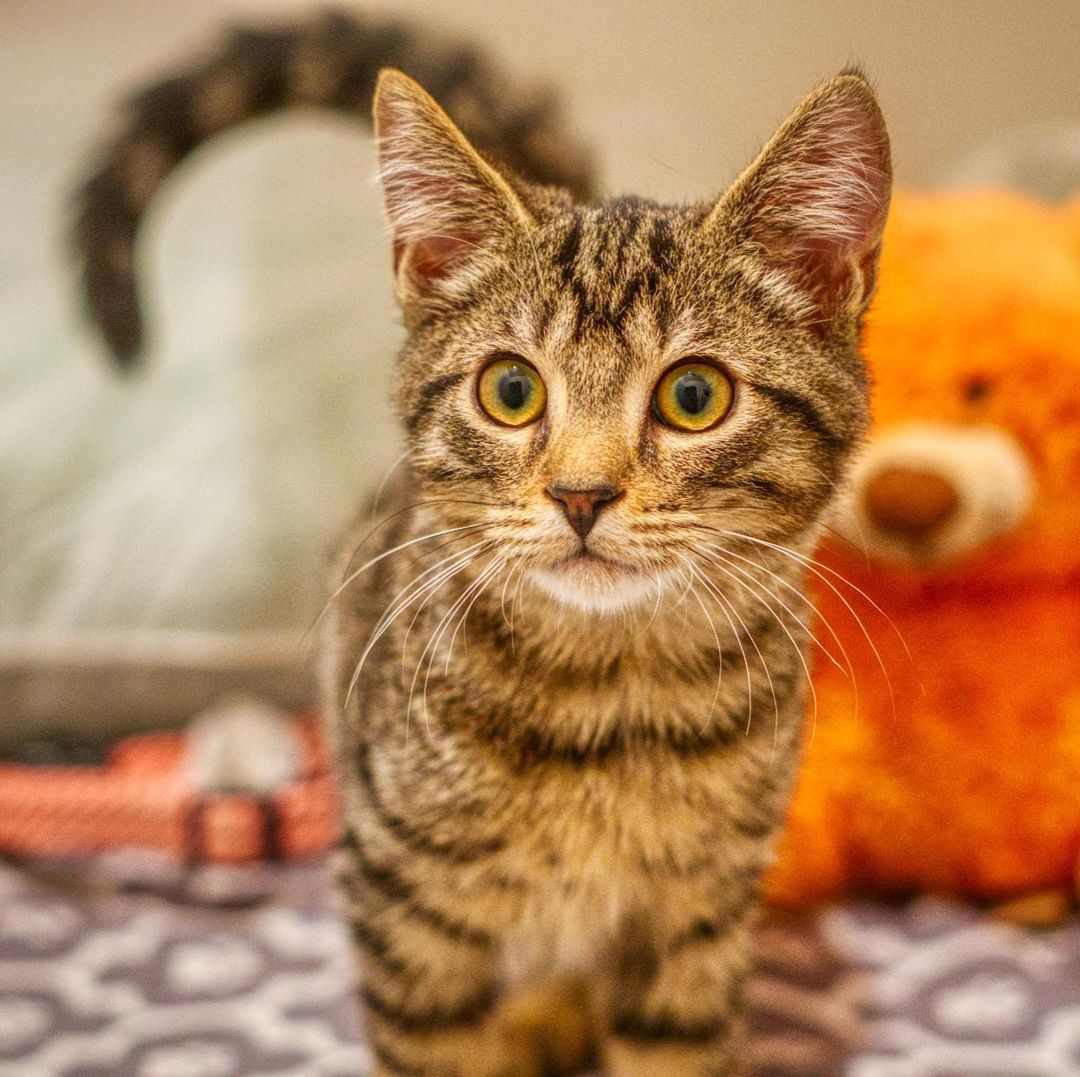 Toaster Strudel is a sweet 17 weeks old tabby kitten. Sometimes will meow at you if you look at him. Enjoys being petted on and be given affection. Playful with other kittens and toys. Curious of calm dogs and will walk up to sniff them.

To adopt, please fill out an adoption application at https://www.threepawsrescue.org/adoption-application/

For information about adoption fee, please visit https://www.threepawsrescue.org/adoption-fees/

To learn about the adoption process, please visit https://www.threepawsrescue.org/adoption-process/

<a target='_blank' href='https://www.instagram.com/explore/tags/adoptdontshop/'>#adoptdontshop</a> <a target='_blank' href='https://www.instagram.com/explore/tags/adopt/'>#adopt</a> <a target='_blank' href='https://www.instagram.com/explore/tags/adoptme/'>#adoptme</a> <a target='_blank' href='https://www.instagram.com/explore/tags/fosteringsaveslives/'>#fosteringsaveslives</a> <a target='_blank' href='https://www.instagram.com/explore/tags/cats/'>#cats</a> <a target='_blank' href='https://www.instagram.com/explore/tags/catsofinstagram/'>#catsofinstagram</a> <a target='_blank' href='https://www.instagram.com/explore/tags/catscatscats/'>#catscatscats</a> <a target='_blank' href='https://www.instagram.com/explore/tags/adoptacat/'>#adoptacat</a> <a target='_blank' href='https://www.instagram.com/explore/tags/catstagram/'>#catstagram</a> <a target='_blank' href='https://www.instagram.com/explore/tags/adoptable/'>#adoptable</a> <a target='_blank' href='https://www.instagram.com/explore/tags/atlanta/'>#atlanta</a> <a target='_blank' href='https://www.instagram.com/explore/tags/atl/'>#atl</a> <a target='_blank' href='https://www.instagram.com/explore/tags/atlcat/'>#atlcat</a> <a target='_blank' href='https://www.instagram.com/explore/tags/rescuecat/'>#rescuecat</a> <a target='_blank' href='https://www.instagram.com/explore/tags/rescuedismyfavoritebreed/'>#rescuedismyfavoritebreed</a> <a target='_blank' href='https://www.instagram.com/explore/tags/rescuecatsofinstagram/'>#rescuecatsofinstagram</a> <a target='_blank' href='https://www.instagram.com/explore/tags/catsofig/'>#catsofig</a> <a target='_blank' href='https://www.instagram.com/explore/tags/catsofinsta/'>#catsofinsta</a> <a target='_blank' href='https://www.instagram.com/explore/tags/atlantacat/'>#atlantacat</a> <a target='_blank' href='https://www.instagram.com/explore/tags/catsofatlanta/'>#catsofatlanta</a> <a target='_blank' href='https://www.instagram.com/explore/tags/catsofatl/'>#catsofatl</a> <a target='_blank' href='https://www.instagram.com/explore/tags/atlantarescuecats/'>#atlantarescuecats</a> <a target='_blank' href='https://www.instagram.com/explore/tags/rescuecatsofatlanta/'>#rescuecatsofatlanta</a> <a target='_blank' href='https://www.instagram.com/explore/tags/kitty/'>#kitty</a> <a target='_blank' href='https://www.instagram.com/explore/tags/threepawsrescue/'>#threepawsrescue</a>