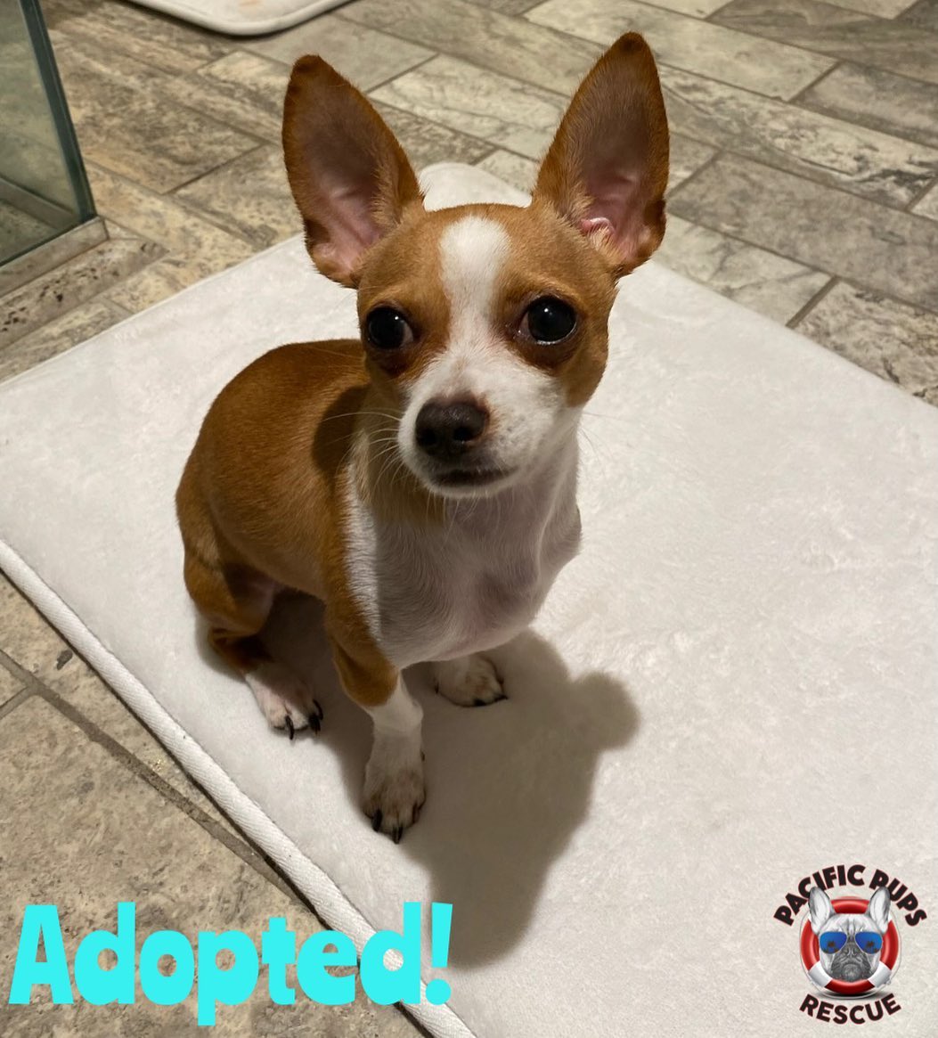 Ziggy and his ears have been adopted! This tiny little guy was surrendered to us, and I think we all fell in love!
He now has his forever home, and his forever best friend!
<a target='_blank' href='https://www.instagram.com/explore/tags/happilyeverafter/'>#happilyeverafter</a> <a target='_blank' href='https://www.instagram.com/explore/tags/adopted/'>#adopted</a> <a target='_blank' href='https://www.instagram.com/explore/tags/foreverhome/'>#foreverhome</a> <a target='_blank' href='https://www.instagram.com/explore/tags/foreverfamily/'>#foreverfamily</a> <a target='_blank' href='https://www.instagram.com/explore/tags/tinydogs/'>#tinydogs</a> <a target='_blank' href='https://www.instagram.com/explore/tags/chihuahua/'>#chihuahua</a> <a target='_blank' href='https://www.instagram.com/explore/tags/adopt/'>#adopt</a> <a target='_blank' href='https://www.instagram.com/explore/tags/foster/'>#foster</a> <a target='_blank' href='https://www.instagram.com/explore/tags/nkla/'>#nkla</a> <a target='_blank' href='https://www.instagram.com/explore/tags/adoptdontshop/'>#adoptdontshop</a><a target='_blank' href='https://www.instagram.com/explore/tags/donate/'>#donate</a> <a target='_blank' href='https://www.instagram.com/explore/tags/support/'>#support</a> <a target='_blank' href='https://www.instagram.com/explore/tags/losangeles/'>#losangeles</a> <a target='_blank' href='https://www.instagram.com/explore/tags/rescuedog/'>#rescuedog</a> <a target='_blank' href='https://www.instagram.com/explore/tags/shelterdog/'>#shelterdog</a> <a target='_blank' href='https://www.instagram.com/explore/tags/rescuedismyfavoritebreed/'>#rescuedismyfavoritebreed</a> <a target='_blank' href='https://www.instagram.com/explore/tags/rescuedogsofinstagram/'>#rescuedogsofinstagram</a> <a target='_blank' href='https://www.instagram.com/explore/tags/dog/'>#dog</a> <a target='_blank' href='https://www.instagram.com/explore/tags/dogsofinstagram/'>#dogsofinstagram</a> <a target='_blank' href='https://www.instagram.com/explore/tags/rescue/'>#rescue</a> <a target='_blank' href='https://www.instagram.com/explore/tags/shelterdogsofinstagram/'>#shelterdogsofinstagram</a> <a target='_blank' href='https://www.instagram.com/explore/tags/whorescuedwho/'>#whorescuedwho</a> <a target='_blank' href='https://www.instagram.com/explore/tags/fosteringsaveslives/'>#fosteringsaveslives</a> <a target='_blank' href='https://www.instagram.com/explore/tags/fosterme/'>#fosterme</a> <a target='_blank' href='https://www.instagram.com/explore/tags/adoptme/'>#adoptme</a> <a target='_blank' href='https://www.instagram.com/explore/tags/savethemall/'>#savethemall</a> <a target='_blank' href='https://www.instagram.com/explore/tags/losangeles/'>#losangeles</a> <a target='_blank' href='https://www.instagram.com/explore/tags/socal/'>#socal</a> <a target='_blank' href='https://www.instagram.com/explore/tags/adoptabledogsofinstagram/'>#adoptabledogsofinstagram</a> <a target='_blank' href='https://www.instagram.com/explore/tags/adoptabledogsoflosangeles/'>#adoptabledogsoflosangeles</a>