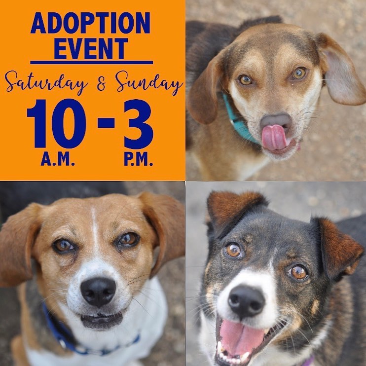 Come meet some wonderful dogs (and cats) at our Adoption Center in Fairfax Station! Link in profile to sign up for a slot. <a target='_blank' href='https://www.instagram.com/explore/tags/adoptdontshop/'>#adoptdontshop</a> <a target='_blank' href='https://www.instagram.com/explore/tags/homewardtrails/'>#homewardtrails</a> <a target='_blank' href='https://www.instagram.com/explore/tags/catsofinstagram/'>#catsofinstagram</a> <a target='_blank' href='https://www.instagram.com/explore/tags/dogsofinsta/'>#dogsofinsta</a> <a target='_blank' href='https://www.instagram.com/explore/tags/adoptionevent/'>#adoptionevent</a> <a target='_blank' href='https://www.instagram.com/explore/tags/cleartheshelters/'>#cleartheshelters</a> <a target='_blank' href='https://www.instagram.com/explore/tags/dogsofinstagram/'>#dogsofinstagram</a> <a target='_blank' href='https://www.instagram.com/explore/tags/catsofinsta/'>#catsofinsta</a> <a target='_blank' href='https://www.instagram.com/explore/tags/animalrescue/'>#animalrescue</a> <a target='_blank' href='https://www.instagram.com/explore/tags/rescuedog/'>#rescuedog</a> <a target='_blank' href='https://www.instagram.com/explore/tags/dogsofinstagram/'>#dogsofinstagram</a> <a target='_blank' href='https://www.instagram.com/explore/tags/rescuedogsofinstagram/'>#rescuedogsofinstagram</a> <a target='_blank' href='https://www.instagram.com/explore/tags/dog/'>#dog</a> <a target='_blank' href='https://www.instagram.com/explore/tags/dogs/'>#dogs</a> <a target='_blank' href='https://www.instagram.com/explore/tags/dogstagram/'>#dogstagram</a> <a target='_blank' href='https://www.instagram.com/explore/tags/rescue/'>#rescue</a> <a target='_blank' href='https://www.instagram.com/explore/tags/instadog/'>#instadog</a> <a target='_blank' href='https://www.instagram.com/explore/tags/dogoftheday/'>#dogoftheday</a>  <a target='_blank' href='https://www.instagram.com/explore/tags/doglife/'>#doglife</a> <a target='_blank' href='https://www.instagram.com/explore/tags/doglover/'>#doglover</a> <a target='_blank' href='https://www.instagram.com/explore/tags/rescuedismyfavoritebreed/'>#rescuedismyfavoritebreed</a> <a target='_blank' href='https://www.instagram.com/explore/tags/doglovers/'>#doglovers</a> <a target='_blank' href='https://www.instagram.com/explore/tags/dogsofinsta/'>#dogsofinsta</a> <a target='_blank' href='https://www.instagram.com/explore/tags/doggo/'>#doggo</a> <a target='_blank' href='https://www.instagram.com/explore/tags/rescuedogs/'>#rescuedogs</a> <a target='_blank' href='https://www.instagram.com/explore/tags/muttsofinstagram/'>#muttsofinstagram</a> <a target='_blank' href='https://www.instagram.com/explore/tags/puppiesofinstagram/'>#puppiesofinstagram</a> <a target='_blank' href='https://www.instagram.com/explore/tags/ilovemydog/'>#ilovemydog</a> <a target='_blank' href='https://www.instagram.com/explore/tags/dogsofig/'>#dogsofig</a>