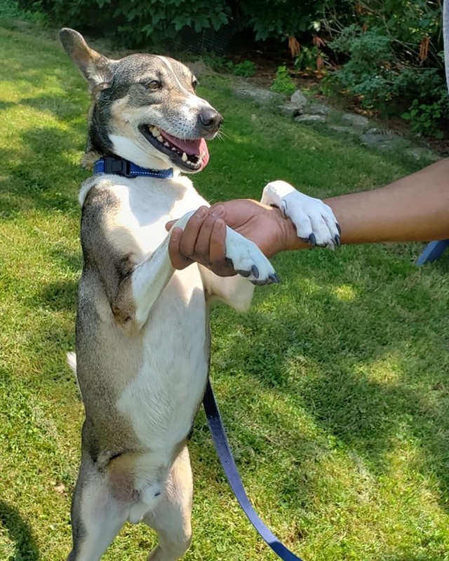 Newton is waiting for his forever home!  About six years old, he's a mixed breed dog (possibly basenji or Canaan Dog mix). 

Newton will be happiest with an adult family with a quiet lifestyle.  He does need to be the only dog in the home but would be fine living with a dog-savvy cat or two. 

It takes Newton a few minutes to get to know new people.  Once he does, he becomes a fast and loyal friend <3 

He enjoys long walks and just 