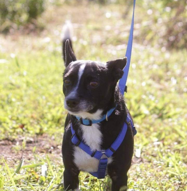 We had a blast at Bow Wow Bash today with Charlie, Trigger, and Sasha all getting adopted ❤ happy tails everyone!