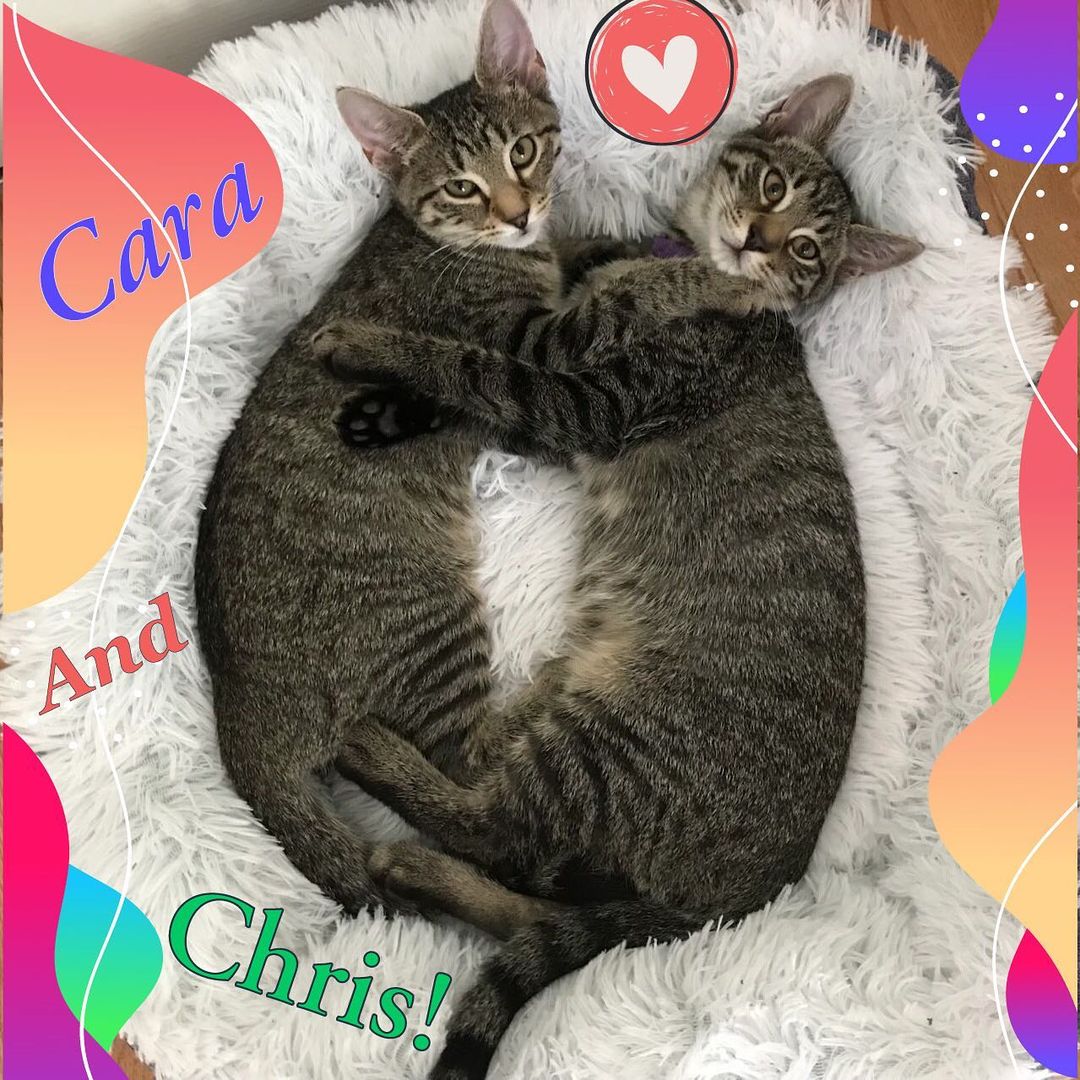 😻😻Our absolutely incredible Cara and Chris, who were bottle fed by the amazing @kittensbycara are back up for adoption after their foster to adopt fell through 😿 The adopter realized they no longer had the time to give to these absolutely incredible kittens. We do believe they deserve the ABSOLUTE best home that will give them the attention and love they crave and deserve so, it’s going to be ok, and in the end it’s for the best ❤️😻Cara and Chris are absolutely some of the most well rounded kittens we have had , they have the SWEETEST, gentle, playful , outgoing, fearless personalities and run to new people whenever they meet them . They would do well with other cats , and children too! 
Help spread the word on this ADORABLE duo and email nycatcoal@yahoo.com to apply! 😻

<a target='_blank' href='https://www.instagram.com/explore/tags/kittens/'>#kittens</a> <a target='_blank' href='https://www.instagram.com/explore/tags/adoptdontshop/'>#adoptdontshop</a> <a target='_blank' href='https://www.instagram.com/explore/tags/adoptus/'>#adoptus</a> <a target='_blank' href='https://www.instagram.com/explore/tags/adoptkittens/'>#adoptkittens</a> <a target='_blank' href='https://www.instagram.com/explore/tags/nyccats/'>#nyccats</a> <a target='_blank' href='https://www.instagram.com/explore/tags/bronxcats/'>#bronxcats</a> <a target='_blank' href='https://www.instagram.com/explore/tags/westchestercats/'>#westchestercats</a> <a target='_blank' href='https://www.instagram.com/explore/tags/meow/'>#meow</a> <a target='_blank' href='https://www.instagram.com/explore/tags/instakitten/'>#instakitten</a>