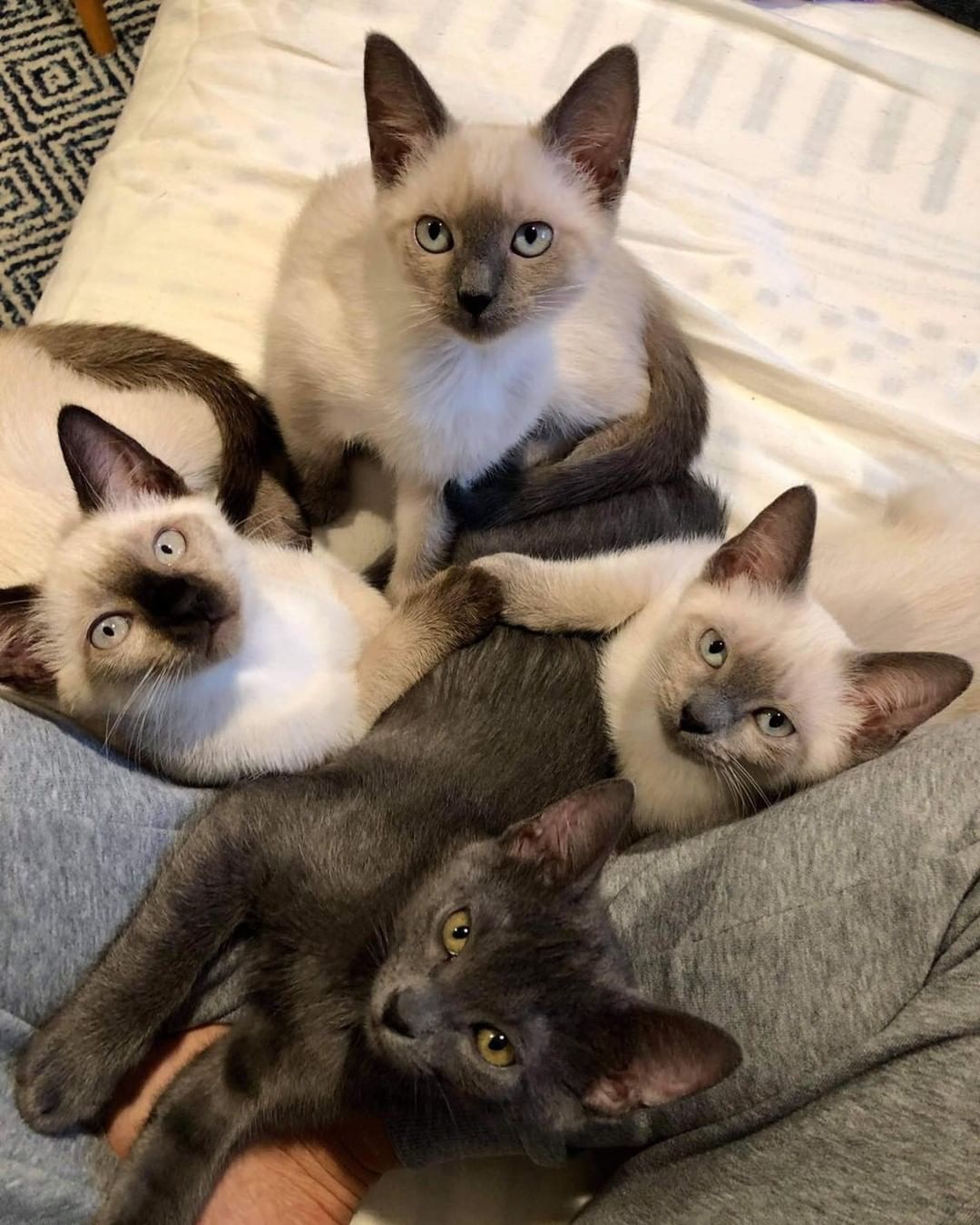 Tell us the story again about when we get adopted. Please elaborate about the never ending food bowl and forever snuggles. 

This crew will be available very soon for adoption so we can complete their happily ever after. 

<a target='_blank' href='https://www.instagram.com/explore/tags/kittensofinstagram/'>#kittensofinstagram</a> <a target='_blank' href='https://www.instagram.com/explore/tags/wearesiameseifyouplease/'>#wearesiameseifyouplease</a> <a target='_blank' href='https://www.instagram.com/explore/tags/storytime/'>#storytime</a> <a target='_blank' href='https://www.instagram.com/explore/tags/cuteanimals/'>#cuteanimals</a> <a target='_blank' href='https://www.instagram.com/explore/tags/catstagram/'>#catstagram</a> <a target='_blank' href='https://www.instagram.com/explore/tags/kittenlove/'>#kittenlove</a>
