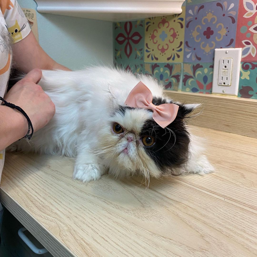 Behind the scenes! 
Our groomers at the Whole Cat make sure every kitty leaves feeling and looking great. This pretty Persian received our clean kitty bath, pad trim, and dematting services. The bath helps remove dirt and litter from the paws while conditioning the toe beans. In this bath, our groomers used sensitive skin shampoo alongside our coat restoring conditioner. The pad trim is where we shave the little floofs between the toe beans so the kitty does not track litter wherever they go. This kitty received a pad trim to help remove all the poop and litter on their toes. The dematting service is where we comb through any tangles and knots that have formed in the cat’s fur. 

Do you think your feline friend needs a good clean up? Give us a call at (425- 307-1008) and book an appointment with us! 
•
•
•
<a target='_blank' href='https://www.instagram.com/explore/tags/thewholecatandkaboodle/'>#thewholecatandkaboodle</a> <a target='_blank' href='https://www.instagram.com/explore/tags/kaboodlegroom/'>#kaboodlegroom</a> <a target='_blank' href='https://www.instagram.com/explore/tags/catgrooming/'>#catgrooming</a> <a target='_blank' href='https://www.instagram.com/explore/tags/catcare/'>#catcare</a> <a target='_blank' href='https://www.instagram.com/explore/tags/catlover/'>#catlover</a> <a target='_blank' href='https://www.instagram.com/explore/tags/persiancat/'>#persiancat</a> <a target='_blank' href='https://www.instagram.com/explore/tags/catbath/'>#catbath</a> <a target='_blank' href='https://www.instagram.com/explore/tags/cutecat/'>#cutecat</a> <a target='_blank' href='https://www.instagram.com/explore/tags/localpetbusiness/'>#localpetbusiness</a> <a target='_blank' href='https://www.instagram.com/explore/tags/pnwcat/'>#pnwcat</a> <a target='_blank' href='https://www.instagram.com/explore/tags/catlife/'>#catlife</a>