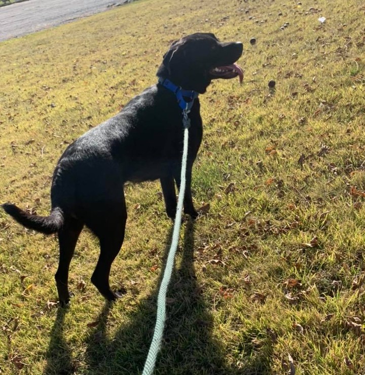 We pulled 2 dogs from a full Missouri shelter today - thanks to our foster families - but this sweet gal came without a name! Her paperwork all cites a kennel # only. 😭😭

We think she deserves the best name ever! Here’s what we know so far: she is a year&a half old lab mix. Sweet as pie. Perky. Super soft. Soooo happy to see us. 

What shall we name her?