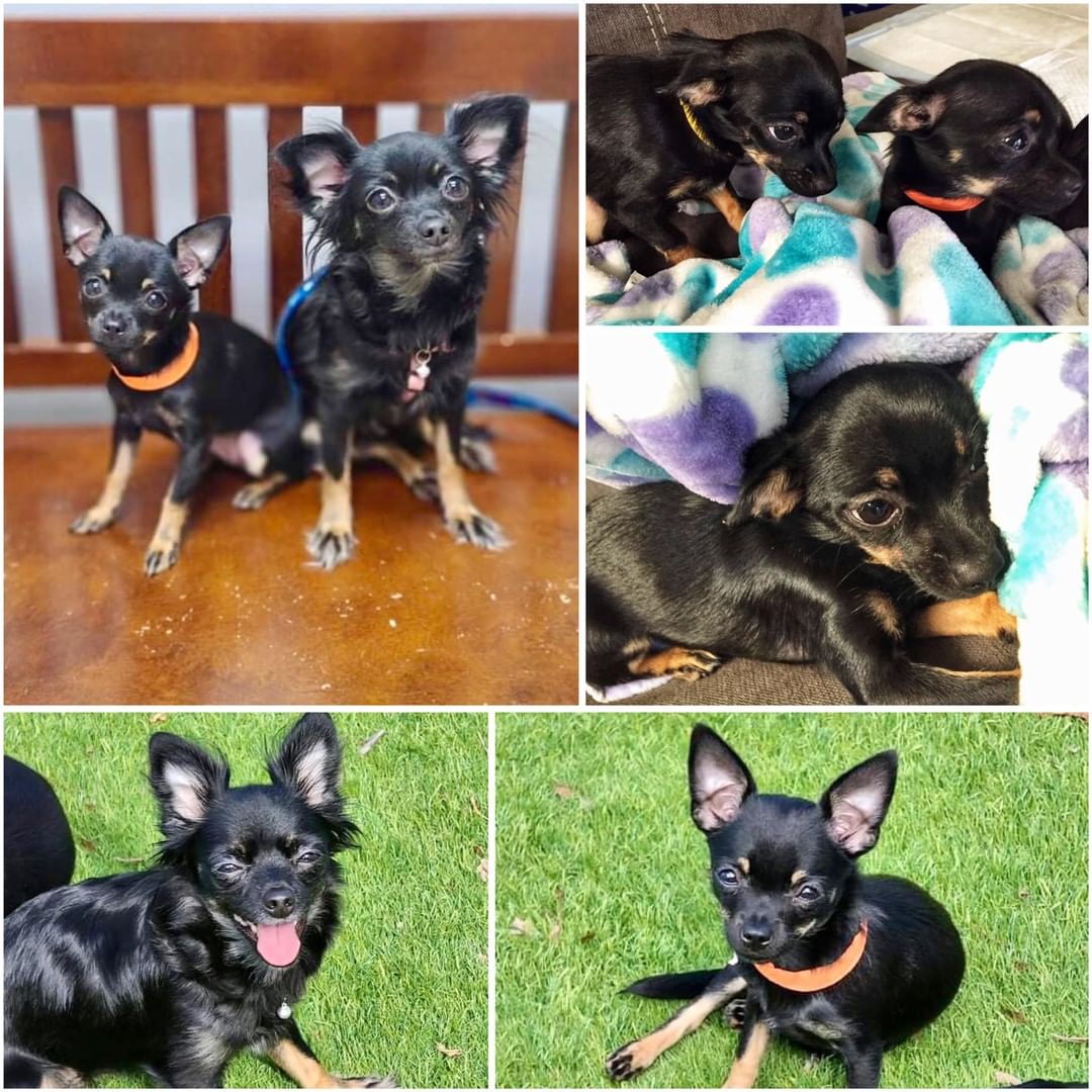 🗣 METTA family, please welcome our newest little trio ~ Millie, Charlotte, and Roxanne. 🥰 These three beautiful Chihuahua’s were brought into the county shelter in need of rescue assistance and our hearts just couldn’t say no. 🐶 Millie and Charlotte are both around 4 months old and their mother, Roxanne, is 5 years old. 🐾 Each of them has their own little personality and we can’t wait to learn more about them during their journey with us. 🤗 Stay tuned for more updates! ✨

🧡 These darling girls are all available for pre-adoption in the central Florida area. If interested in adding one of them to your family, please fill out an adoption screening form here: https://mettarescuefamily.org/adoptable-dogs