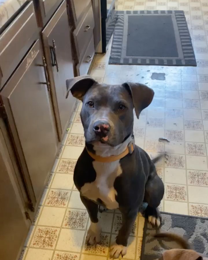 Someone adopt this sweet boy! Max is dog friendly, healthy and looking for his forever home. Located near Butte, Montana.