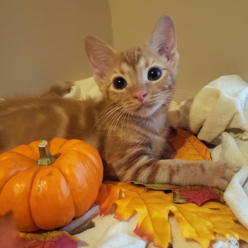 Kitties and more wonderful kitties at Petsmart this weekend and every one needs a loving home.🐈🐈🐈
Visit Sat 10a-12noon or Sun, 1p-3p when volunteers are available to help with visits and adoptions.