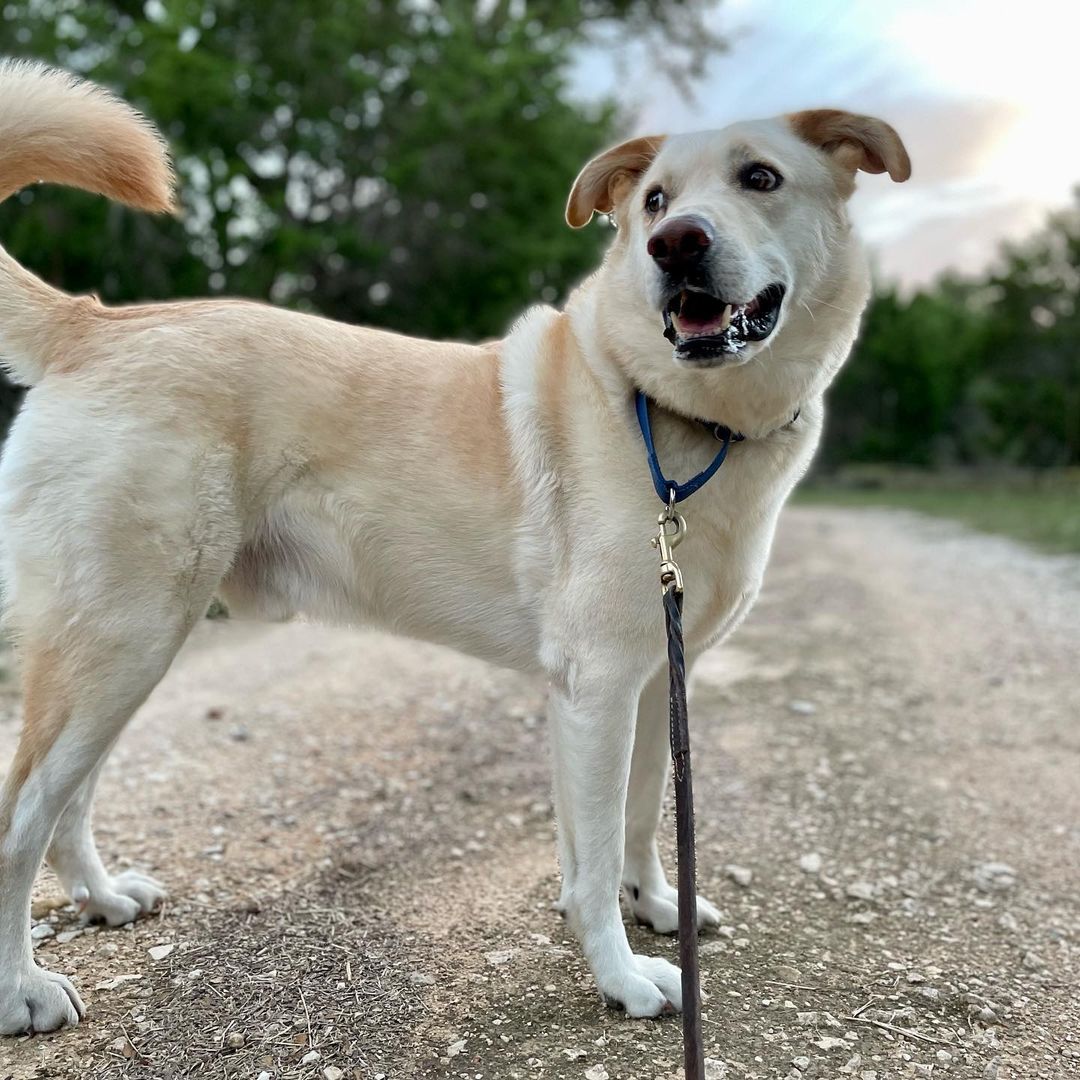 Adopt Loki. He’s 4-5 years old, 70 pounds, neutered, healthy, and in need of a best human friend who doesn’t have many other dogs to take care of. Loki thrives on routine and stability. Can you give him the love and security he craves?
<a target='_blank' href='https://www.instagram.com/explore/tags/adoptdontshop/'>#adoptdontshop</a> <a target='_blank' href='https://www.instagram.com/explore/tags/fosteringsaveslives/'>#fosteringsaveslives</a> <a target='_blank' href='https://www.instagram.com/explore/tags/boringisgood/'>#boringisgood</a> <a target='_blank' href='https://www.instagram.com/explore/tags/stability/'>#stability</a> <a target='_blank' href='https://www.instagram.com/explore/tags/routine/'>#routine</a> <a target='_blank' href='https://www.instagram.com/explore/tags/love/'>#love</a> <a target='_blank' href='https://www.instagram.com/explore/tags/austintexas/'>#austintexas</a>