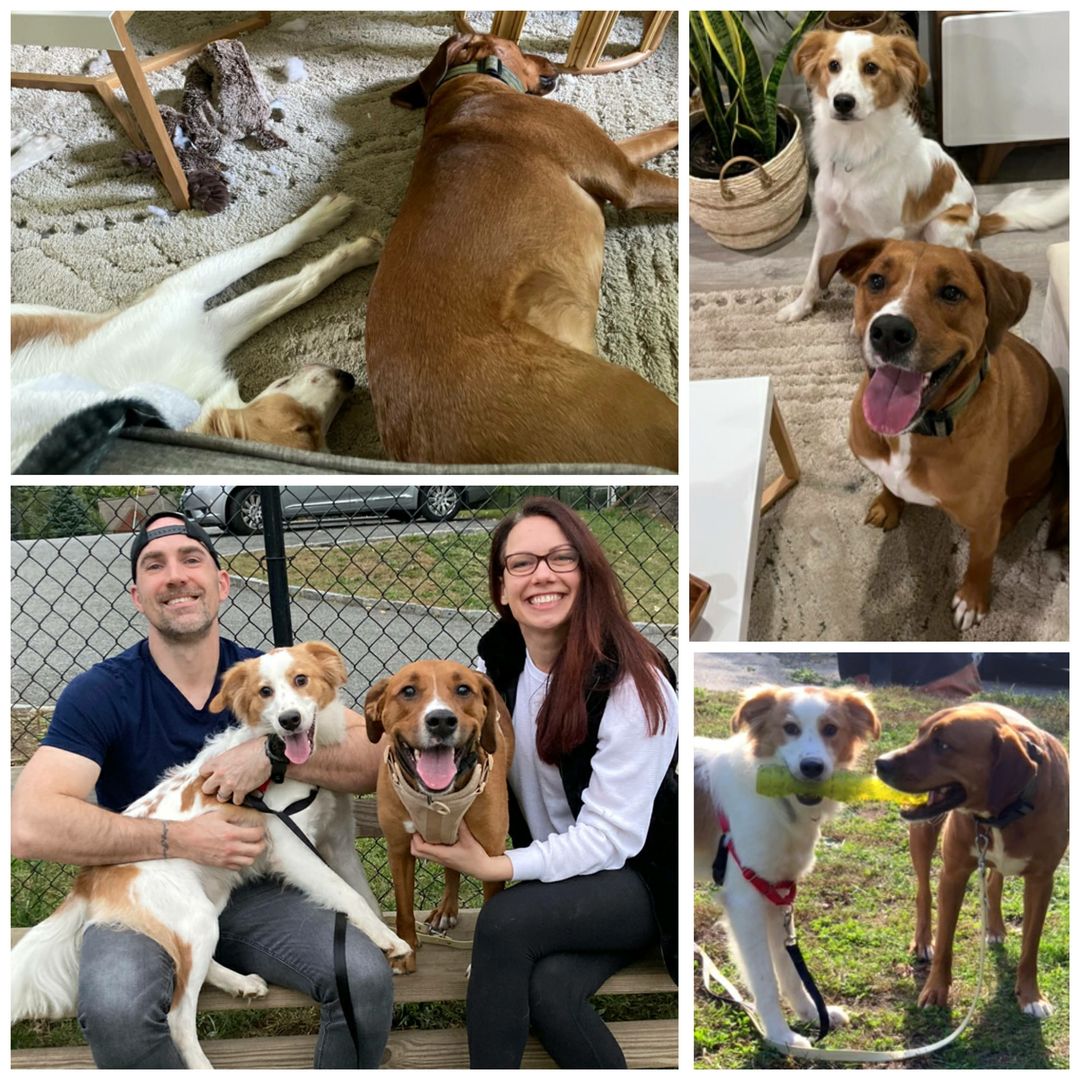 😍Buford adopted!😍⁣
⁣
Only good things ahead for this sweet boy ... can you believe someone abandoned him? Witnesses saw someone get out of their car, tie him to a tree, leave a bowl of water and a bag of food - then drive off. But that's the past, his new life begins NOW and from the looks of it, he holds no grudges! ❤️🐾⁣
⁣
