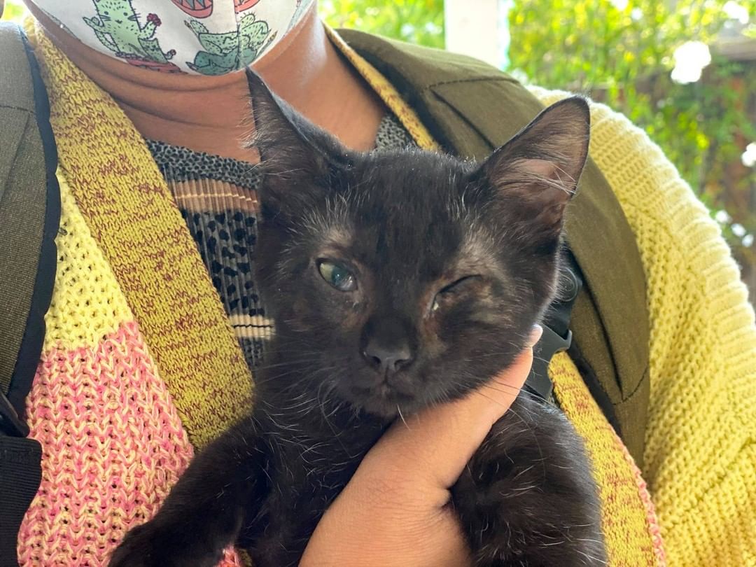 Remember Pepito, a tailless kitten with entropion who had to keep his eyes closed most of the time because of his painful condition? 😻

He has recently had an eyelids surgery and finally can see the world with both eyes widely opened.🥳🎉

❤️ Many thanks to all contributors who donated for this surgery. ❤️ Kudos to his foster mom Andrea  and to his adopter  mom Shannon who have been taking him to multiple medical appointments and helping to feel safe in the world around him when he still couldn't see. ❤️ Special thanks to Dr.Singh from Aborn Pet Clinic who performed Pepito's surgery. 

❤️THANK YOU!❤️ to all our supporter and contributors 
✅ Want to help more kittens like Pepito to get a second chance? Your contribution will make an impact, whether you donate $5 or $500: 
👉 https://www.facebook.com/donate/771610300184406/
👉 https://angelsfurryfriends.org/donate/pepito/
👉PayPal: donations@angelsfurryfriends.org
✅ Check our website for adoptable animals: https://angelsfurryfriends.org
✅ Apply to become a foster https://angelsfurryfriends.org/foster-application/
✅ Our furry friends will be super happy if you can contribute to our AMAZON wish list: https://www.amazon.com/hz/wishlist/ls/20Z238E5G16UH
✅ Find us on AMAZON SMILE
🤝 Please share information about our Rescue
✅ Angel’s Furry Friends is a Non-Profit 501(3) organization. Your Donations are Tax deductible.

<a target='_blank' href='https://www.instagram.com/explore/tags/adoptdontshop/'>#adoptdontshop</a> <a target='_blank' href='https://www.instagram.com/explore/tags/animalrescue/'>#animalrescue</a> <a target='_blank' href='https://www.instagram.com/explore/tags/animalhelp/'>#animalhelp</a> <a target='_blank' href='https://www.instagram.com/explore/tags/doglove/'>#doglove</a> <a target='_blank' href='https://www.instagram.com/explore/tags/catlove/'>#catlove</a> <a target='_blank' href='https://www.instagram.com/explore/tags/dogrescue/'>#dogrescue</a> <a target='_blank' href='https://www.instagram.com/explore/tags/catrescue/'>#catrescue</a> <a target='_blank' href='https://www.instagram.com/explore/tags/streetcats/'>#streetcats</a> <a target='_blank' href='https://www.instagram.com/explore/tags/angelsfurryfriends/'>#angelsfurryfriends</a> <a target='_blank' href='https://www.instagram.com/explore/tags/savealife/'>#savealife</a> <a target='_blank' href='https://www.instagram.com/explore/tags/bekind/'>#bekind</a> <a target='_blank' href='https://www.instagram.com/explore/tags/catsforadoption/'>#catsforadoption</a> <a target='_blank' href='https://www.instagram.com/explore/tags/dogsforadoption/'>#dogsforadoption</a> <a target='_blank' href='https://www.instagram.com/explore/tags/animalwelfare/'>#animalwelfare</a>  <a target='_blank' href='https://www.instagram.com/explore/tags/rescuedog/'>#rescuedog</a> <a target='_blank' href='https://www.instagram.com/explore/tags/rescuedismyfavoritebreed/'>#rescuedismyfavoritebreed</a> <a target='_blank' href='https://www.instagram.com/explore/tags/lifeanimalrescue/'>#lifeanimalrescue</a> <a target='_blank' href='https://www.instagram.com/explore/tags/animalrescue/'>#animalrescue</a> <a target='_blank' href='https://www.instagram.com/explore/tags/Pepito/'>#Pepito</a>