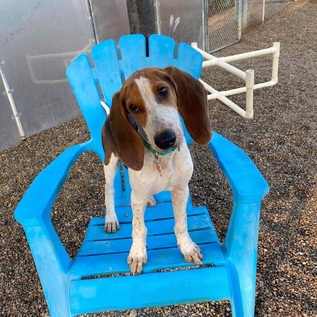 Joey is a young treeing walker coonhound. He is around 5 months old. He is ALL puppy with his long legs and loves to be picked up and carries at times. He will play, play, play and then crash. He’s worked on leash walking and is doing much better. He would love a home with another pup to play with. He content chasing tennis balls, chewing on nylabones, snuggling, or playing with his friends. For more info on Joey, click the link in our bio. <a target='_blank' href='https://www.instagram.com/explore/tags/adopt/'>#adopt</a> <a target='_blank' href='https://www.instagram.com/explore/tags/staf/'>#staf</a> <a target='_blank' href='https://www.instagram.com/explore/tags/rescuedog/'>#rescuedog</a> <a target='_blank' href='https://www.instagram.com/explore/tags/puppylove/'>#puppylove</a> <a target='_blank' href='https://www.instagram.com/explore/tags/dogsofcincy/'>#dogsofcincy</a> <a target='_blank' href='https://www.instagram.com/explore/tags/dogsofinstagram/'>#dogsofinstagram</a> <a target='_blank' href='https://www.instagram.com/explore/tags/coonhoundpup/'>#coonhoundpup</a> <a target='_blank' href='https://www.instagram.com/explore/tags/adoptme/'>#adoptme</a>