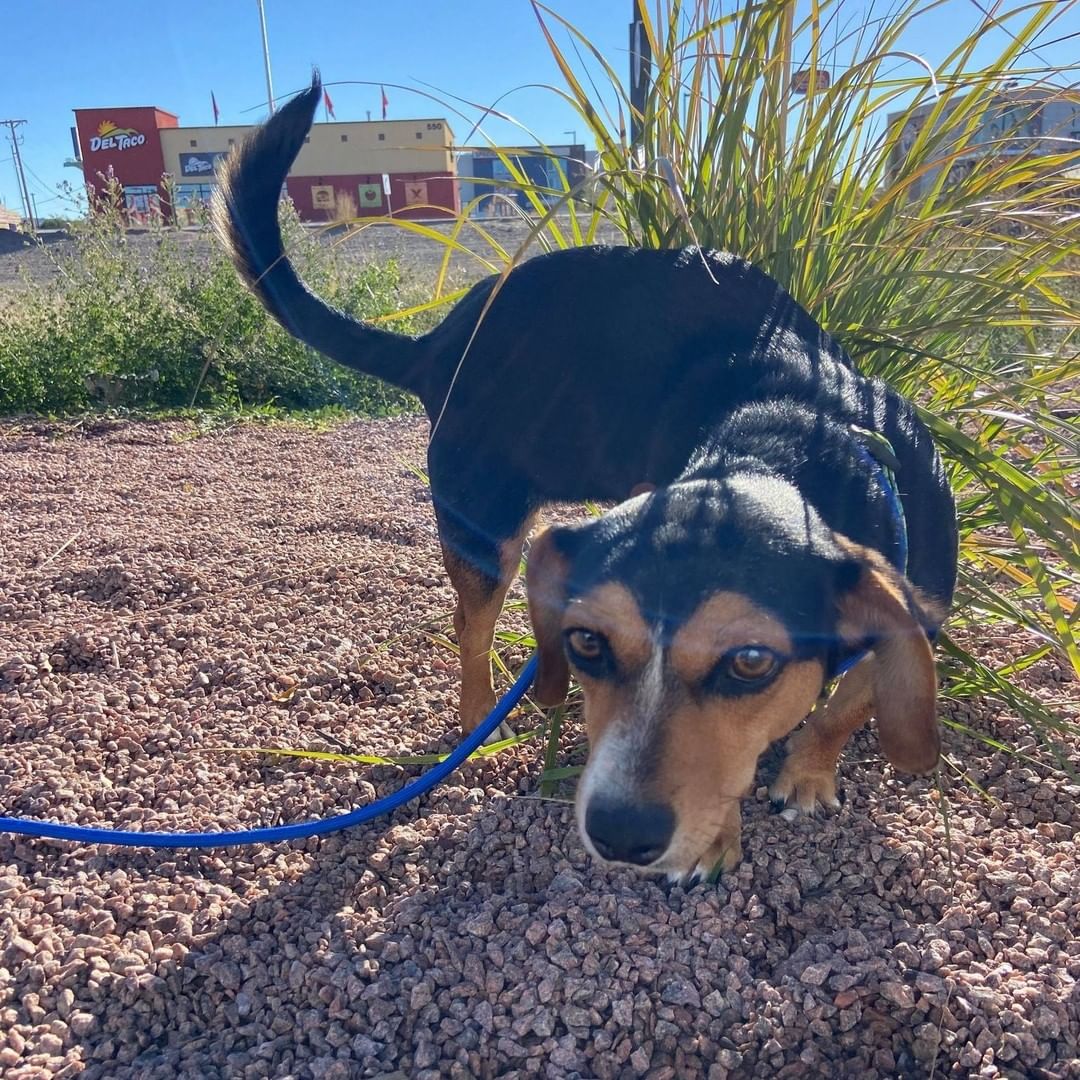 Just a few pics of the pups on their break this morning! Exploring the new scenery of New Mexico!  The fosters and adopters love all the updates we get along the way! Happy Trails Four Paws In Motion!