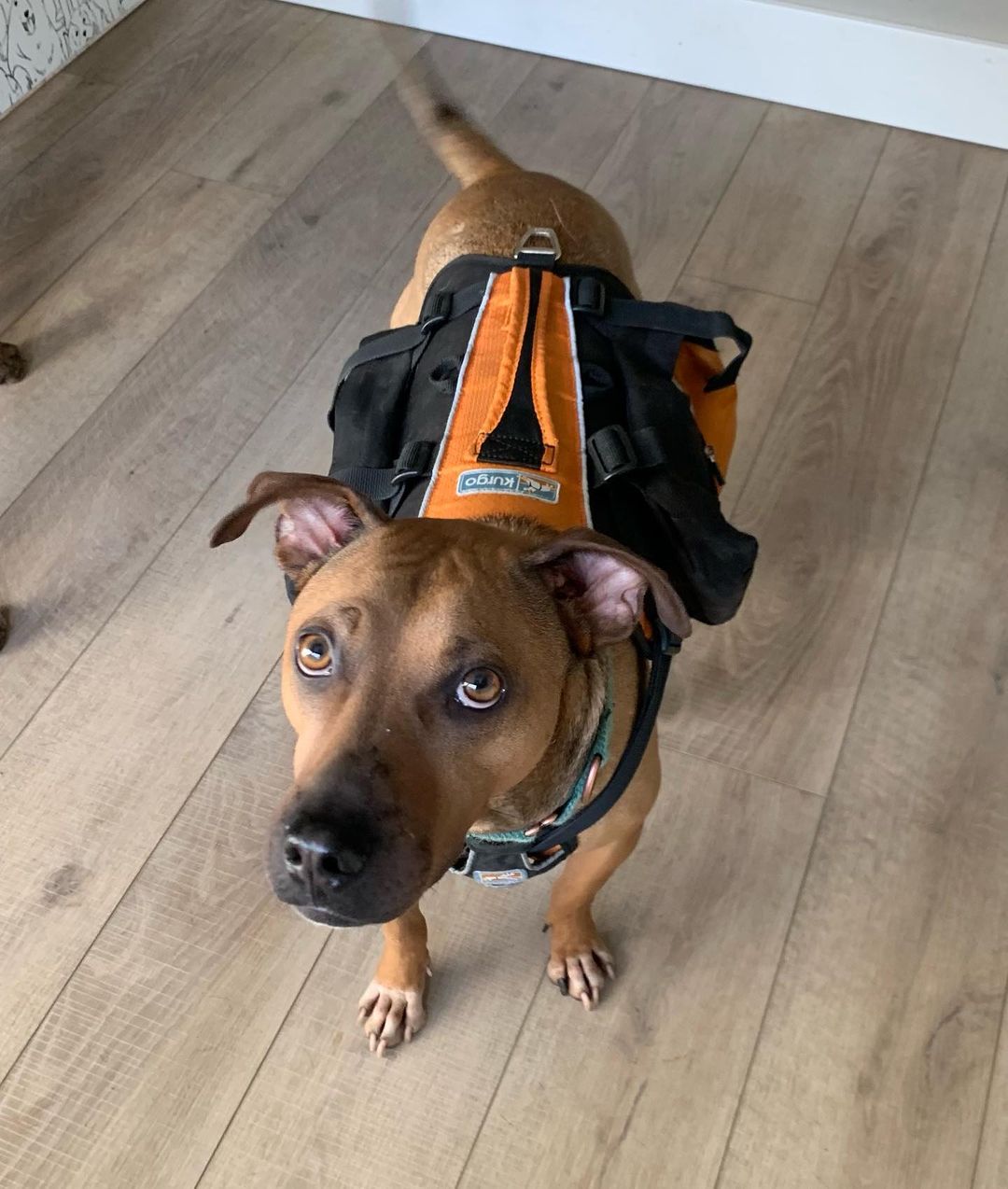 🏔Hiking buddy?! “Yes! I’ll even carry my own gear!” - Frito @kurgo 
Frito is still looking for a adopter!
🏃🏽‍♂️ Active
🧸 affectionate 
⭐️crate trained
⭐️ neutered
🔵 will require a few meet and greets to get comfortable with new people
🔵 no cats

<a target='_blank' href='https://www.instagram.com/explore/tags/AdoptFrito/'>#AdoptFrito</a> <a target='_blank' href='https://www.instagram.com/explore/tags/cartoondog/'>#cartoondog</a> <a target='_blank' href='https://www.instagram.com/explore/tags/Fritochip/'>#Fritochip</a> <a target='_blank' href='https://www.instagram.com/explore/tags/pnwdog/'>#pnwdog</a> <a target='_blank' href='https://www.instagram.com/explore/tags/sharpeimix/'>#sharpeimix</a> <a target='_blank' href='https://www.instagram.com/explore/tags/readyforfall/'>#readyforfall</a> <a target='_blank' href='https://www.instagram.com/explore/tags/backpackdog/'>#backpackdog</a> <a target='_blank' href='https://www.instagram.com/explore/tags/letsgo/'>#letsgo</a> <a target='_blank' href='https://www.instagram.com/explore/tags/campingdog/'>#campingdog</a>