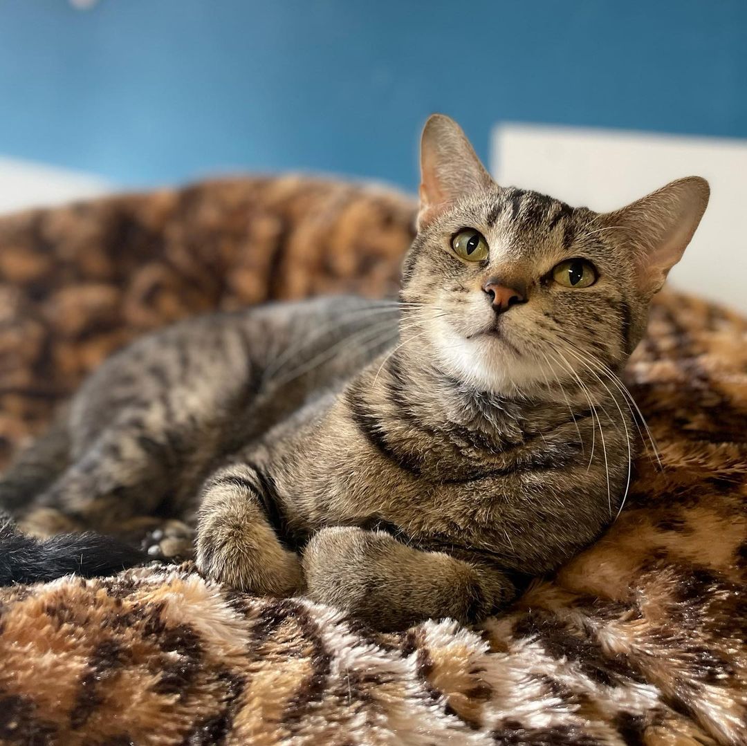 Happy Adoption Day, Hannah! 🥳

<a target='_blank' href='https://www.instagram.com/explore/tags/adoptionday/'>#adoptionday</a> <a target='_blank' href='https://www.instagram.com/explore/tags/adoptedcat/'>#adoptedcat</a> <a target='_blank' href='https://www.instagram.com/explore/tags/happyadoptionday/'>#happyadoptionday</a> <a target='_blank' href='https://www.instagram.com/explore/tags/tabbycat/'>#tabbycat</a> <a target='_blank' href='https://www.instagram.com/explore/tags/darktabby/'>#darktabby</a> <a target='_blank' href='https://www.instagram.com/explore/tags/playfulcat/'>#playfulcat</a> <a target='_blank' href='https://www.instagram.com/explore/tags/mommacat/'>#mommacat</a> <a target='_blank' href='https://www.instagram.com/explore/tags/finallyadopted/'>#finallyadopted</a> <a target='_blank' href='https://www.instagram.com/explore/tags/winonaareahumanesociety/'>#winonaareahumanesociety</a> <a target='_blank' href='https://www.instagram.com/explore/tags/wahs/'>#wahs</a> <a target='_blank' href='https://www.instagram.com/explore/tags/winona/'>#winona</a> <a target='_blank' href='https://www.instagram.com/explore/tags/humanesociety/'>#humanesociety</a> <a target='_blank' href='https://www.instagram.com/explore/tags/petadoption/'>#petadoption</a> <a target='_blank' href='https://www.instagram.com/explore/tags/foreverhome/'>#foreverhome</a> <a target='_blank' href='https://www.instagram.com/explore/tags/adoptdontshop/'>#adoptdontshop</a> <a target='_blank' href='https://www.instagram.com/explore/tags/chooseadoption/'>#chooseadoption</a> <a target='_blank' href='https://www.instagram.com/explore/tags/rescueismyfavoritebreed/'>#rescueismyfavoritebreed</a> <a target='_blank' href='https://www.instagram.com/explore/tags/rescuecats/'>#rescuecats</a> <a target='_blank' href='https://www.instagram.com/explore/tags/shelter/'>#shelter</a> <a target='_blank' href='https://www.instagram.com/explore/tags/sheltercat/'>#sheltercat</a> <a target='_blank' href='https://www.instagram.com/explore/tags/catsofinstagram/'>#catsofinstagram</a> <a target='_blank' href='https://www.instagram.com/explore/tags/sheltercatsofinstagram/'>#sheltercatsofinstagram</a> <a target='_blank' href='https://www.instagram.com/explore/tags/catstagram/'>#catstagram</a>