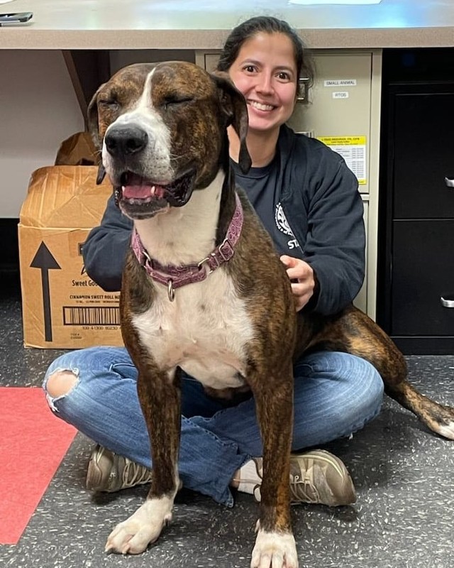 Keko ended the day in his absolute favorite place- a lap!

We're open from 11am - 4:30pm tomorrow if you want to stop by to meet Keko or any of our other available dogs.  No appointment necessary!