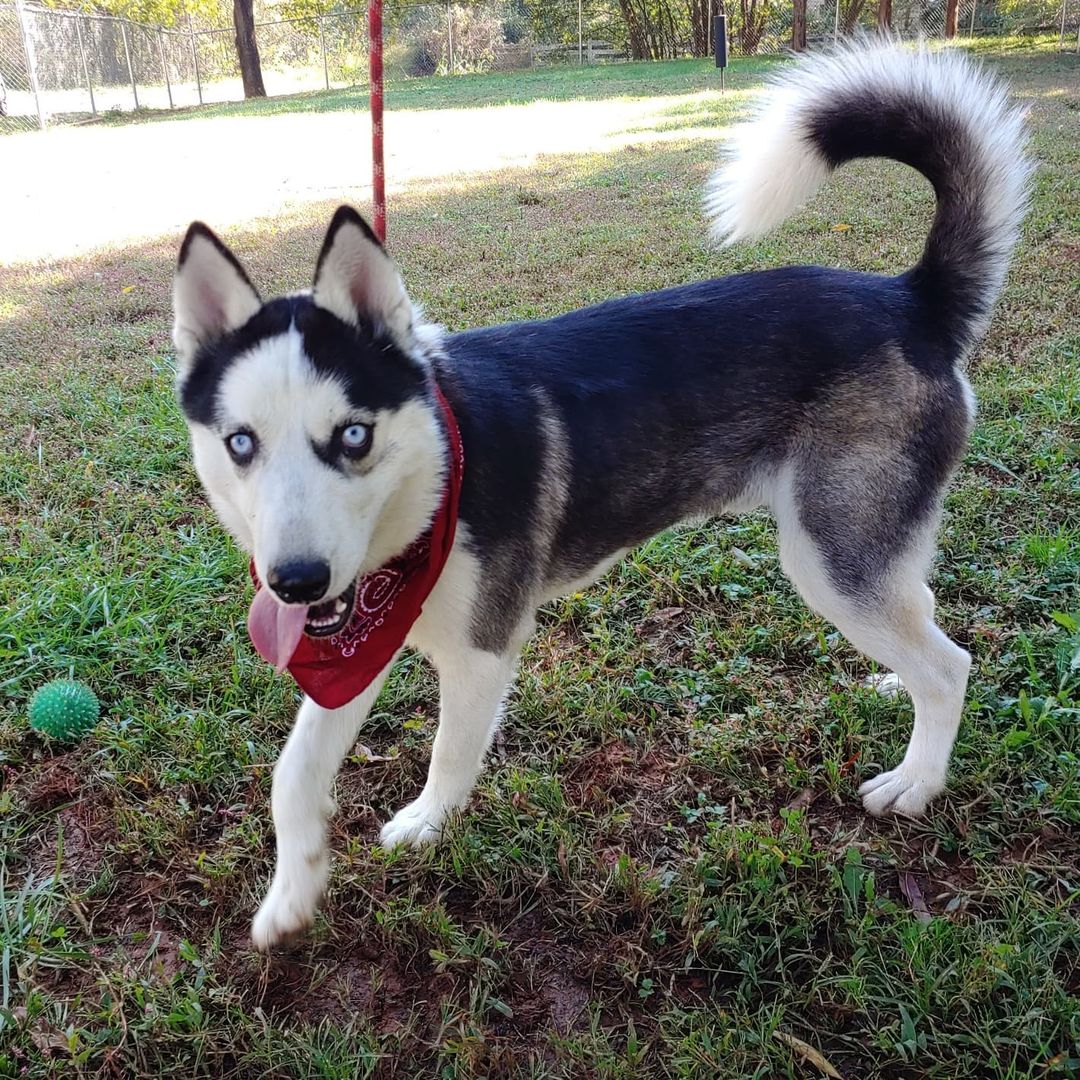 Meet Boomer. He's 1.5 years old, super sweet and quite goofy 😜😜. He's good with adults and children and his current BFF is Missy, also adoptable (she's the only one left of Lizzo's puppies) Adopt one or both!! 
.
.
.
.
<a target='_blank' href='https://www.instagram.com/explore/tags/singingdogfarm/'>#singingdogfarm</a> <a target='_blank' href='https://www.instagram.com/explore/tags/singingdogfarmrescue/'>#singingdogfarmrescue</a> <a target='_blank' href='https://www.instagram.com/explore/tags/huskyrescue/'>#huskyrescue</a> <a target='_blank' href='https://www.instagram.com/explore/tags/adoptablehusky/'>#adoptablehusky</a> <a target='_blank' href='https://www.instagram.com/explore/tags/rescuehuskies/'>#rescuehuskies</a> <a target='_blank' href='https://www.instagram.com/explore/tags/nchuskies/'>#nchuskies</a> <a target='_blank' href='https://www.instagram.com/explore/tags/huskiesareawesome/'>#huskiesareawesome</a> <a target='_blank' href='https://www.instagram.com/explore/tags/adoptahusky/'>#adoptahusky</a> <a target='_blank' href='https://www.instagram.com/explore/tags/adoptablehuskies/'>#adoptablehuskies</a> <a target='_blank' href='https://www.instagram.com/explore/tags/siberianhusky/'>#siberianhusky</a> <a target='_blank' href='https://www.instagram.com/explore/tags/siberianhuskydogs/'>#siberianhuskydogs</a> <a target='_blank' href='https://www.instagram.com/explore/tags/ncdogs/'>#ncdogs</a> <a target='_blank' href='https://www.instagram.com/explore/tags/rescuedogs/'>#rescuedogs</a> <a target='_blank' href='https://www.instagram.com/explore/tags/huskiesofinstagram/'>#huskiesofinstagram</a> <a target='_blank' href='https://www.instagram.com/explore/tags/huskiesofig/'>#huskiesofig</a> <a target='_blank' href='https://www.instagram.com/explore/tags/ncrescuedogs/'>#ncrescuedogs</a>