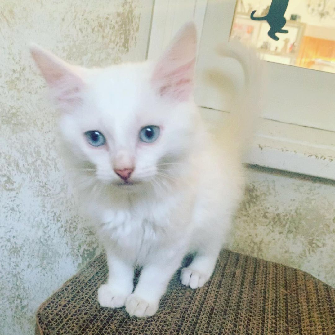 😻🐾🐱Meet momma Snowflake and her two handsome boys Moon and Spirit. These beautiful Turkish Angora kitties are all now fully vetted and ready to be adopted now. We know that they will go very quickly. If you are interested in adopting one or more of them please request an adoption application at loveandpurrssanctuary@gmail.com <a target='_blank' href='https://www.instagram.com/explore/tags/adoptdontshop/'>#adoptdontshop</a> <a target='_blank' href='https://www.instagram.com/explore/tags/adoptables/'>#adoptables</a> <a target='_blank' href='https://www.instagram.com/explore/tags/turkishangora/'>#turkishangora</a> <a target='_blank' href='https://www.instagram.com/explore/tags/loveandpurrssanctuary/'>#loveandpurrssanctuary</a> <a target='_blank' href='https://www.instagram.com/explore/tags/spayandneuter/'>#spayandneuter</a> <a target='_blank' href='https://www.instagram.com/explore/tags/rescuecat/'>#rescuecat</a>