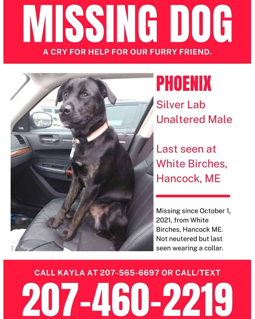 Have you seen me? 😢

Phoenix is 1 year and 3 months old and has been missing since October 1, 2021. He is an unaltered silver lab, last seen wearing his collar with his owner's name on it. He was last seen at White Birches in Hancock, ME. Please call Kayla at 207-565-6697 or 207-460-2219 if you see him!

<a target='_blank' href='https://www.instagram.com/explore/tags/missingpets/'>#missingpets</a> <a target='_blank' href='https://www.instagram.com/explore/tags/missingpet/'>#missingpet</a> <a target='_blank' href='https://www.instagram.com/explore/tags/lost/'>#lost</a> <a target='_blank' href='https://www.instagram.com/explore/tags/helpimlost/'>#helpimlost</a> <a target='_blank' href='https://www.instagram.com/explore/tags/lostpets/'>#lostpets</a> <a target='_blank' href='https://www.instagram.com/explore/tags/findme/'>#findme</a> <a target='_blank' href='https://www.instagram.com/explore/tags/missingdog/'>#missingdog</a> <a target='_blank' href='https://www.instagram.com/explore/tags/missingdogs/'>#missingdogs</a>